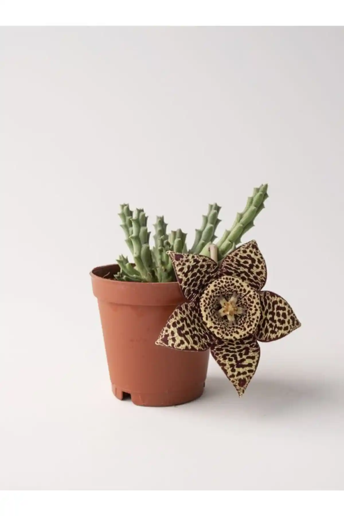 Leş Kaktüs Stapelia Variegata 5.5 cm Saksıda, Dayanıklı ve Dekoratif Sukulent Bitki