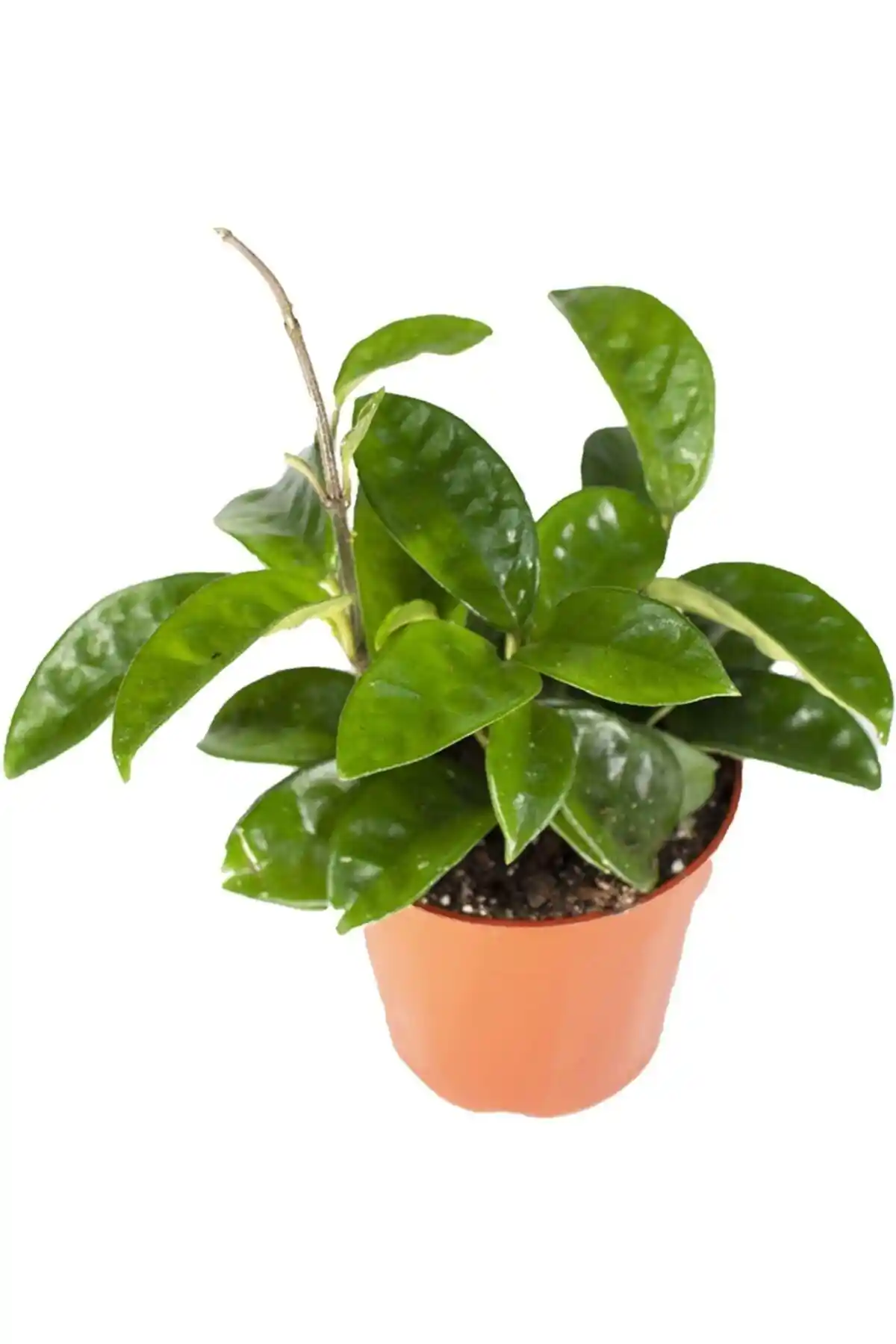 Levant Mum Çiçeği Hoya Carnosa Fidesi: Dayanıklı ve Estetik İç Mekan Bitkisi