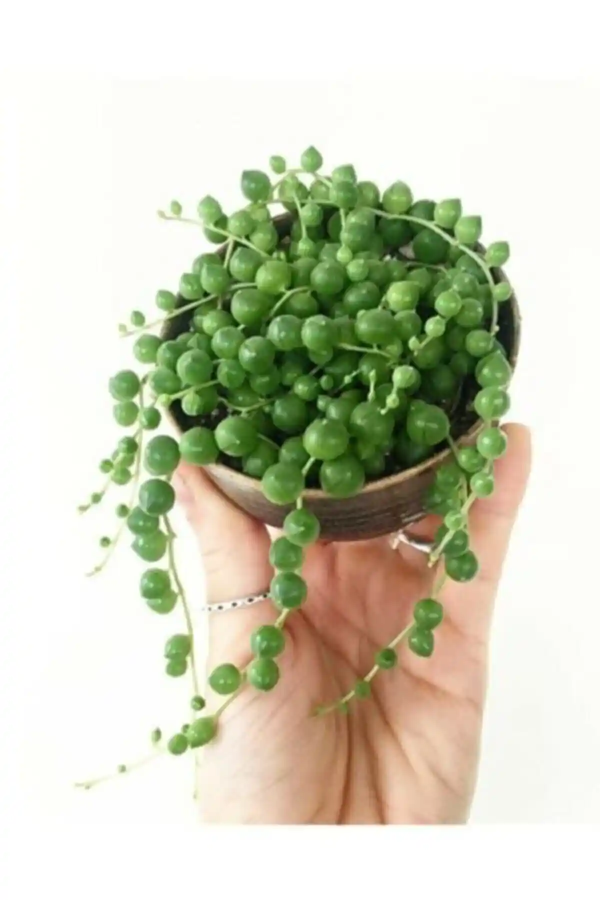 Lokman Ömer Aktarları Tespih Çiçeği: Estetik ve Bakımı Kolay Sukulent Bitki