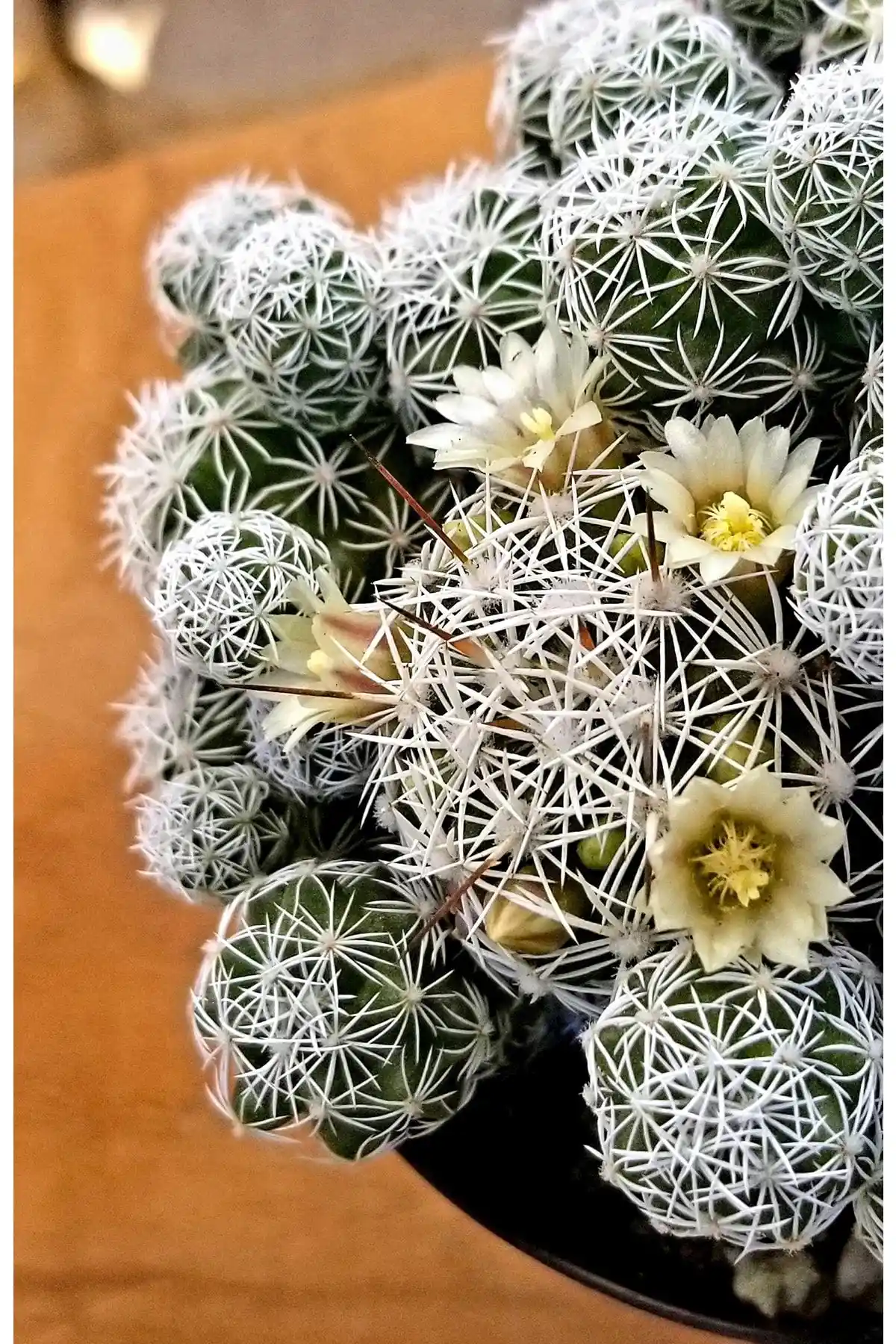 2025'te Mammillaria Gracilis Kartopu Kaktüs ile Ev Dekorasyonunda Zarafet