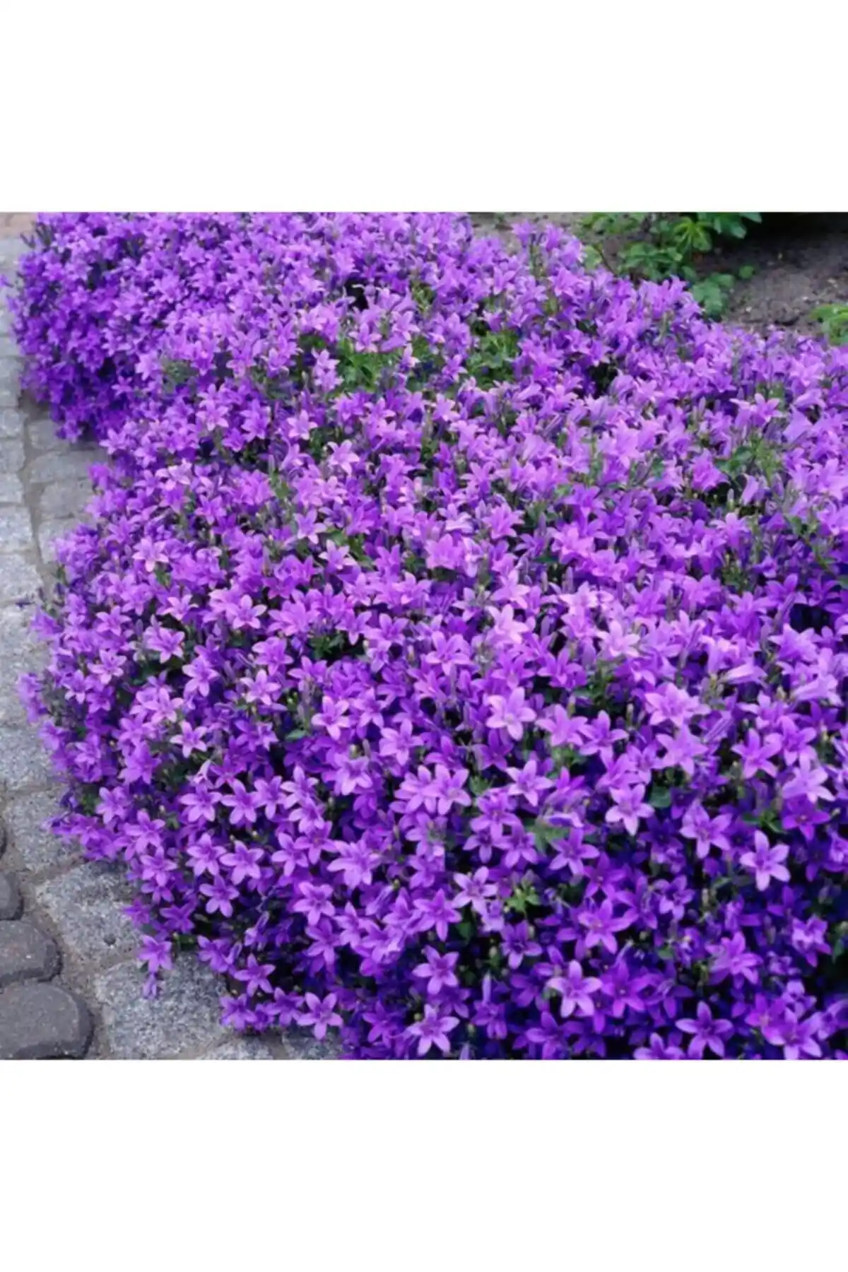 Maviş Çiçeği Tohumu Paketi - Kolay Ekim ve Hızlı Büyüme Özellikleri