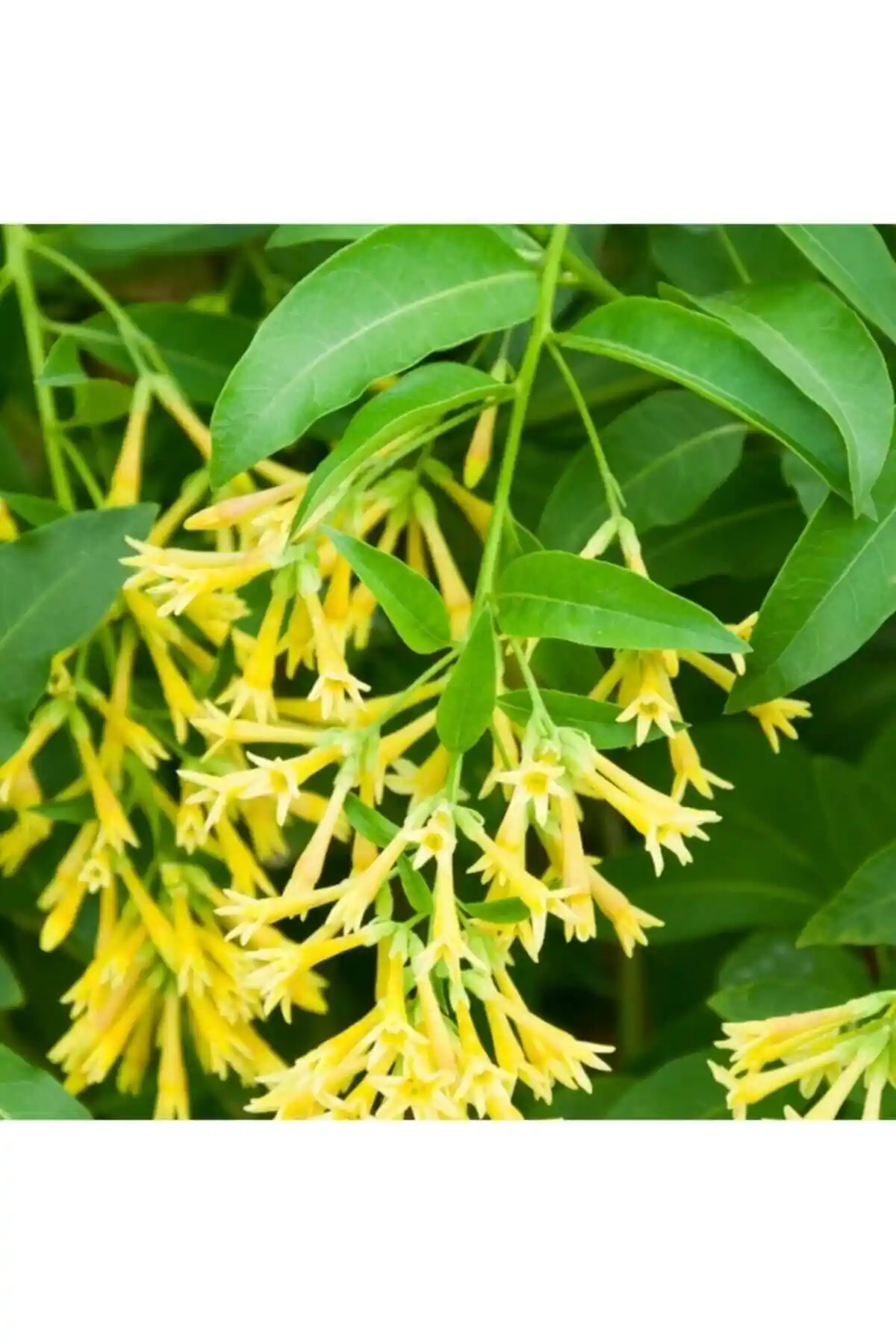 Melisa Çiçeği Bitkisi: Bahçe ve İç Mekan İçin Doğal Estetik ve Kolay Bakım Avantajları