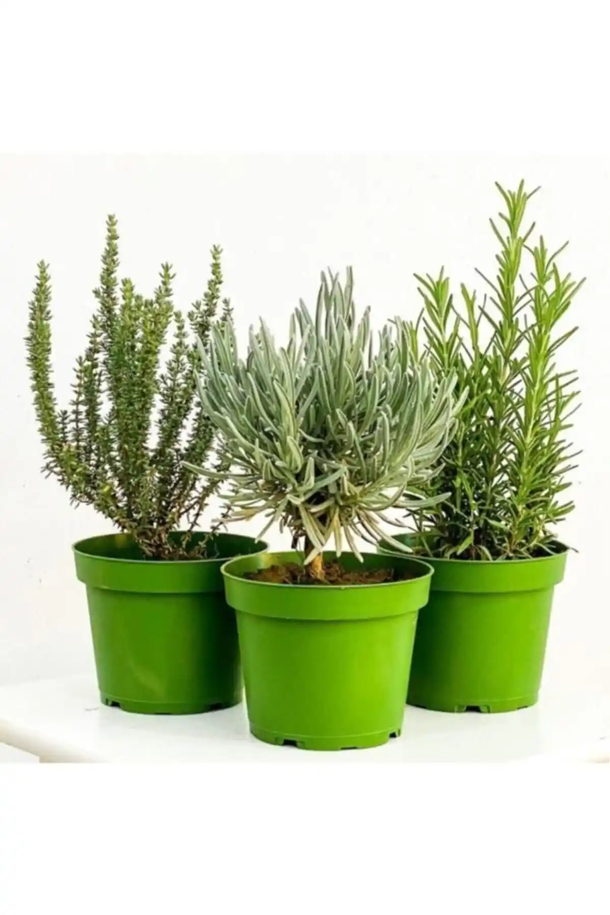 Mimoza Bitki Market Lavanta Biberiye Kekik 3’lü Aromatik Bitki Seti Doğal Bahçe ve Balkon Dekoru