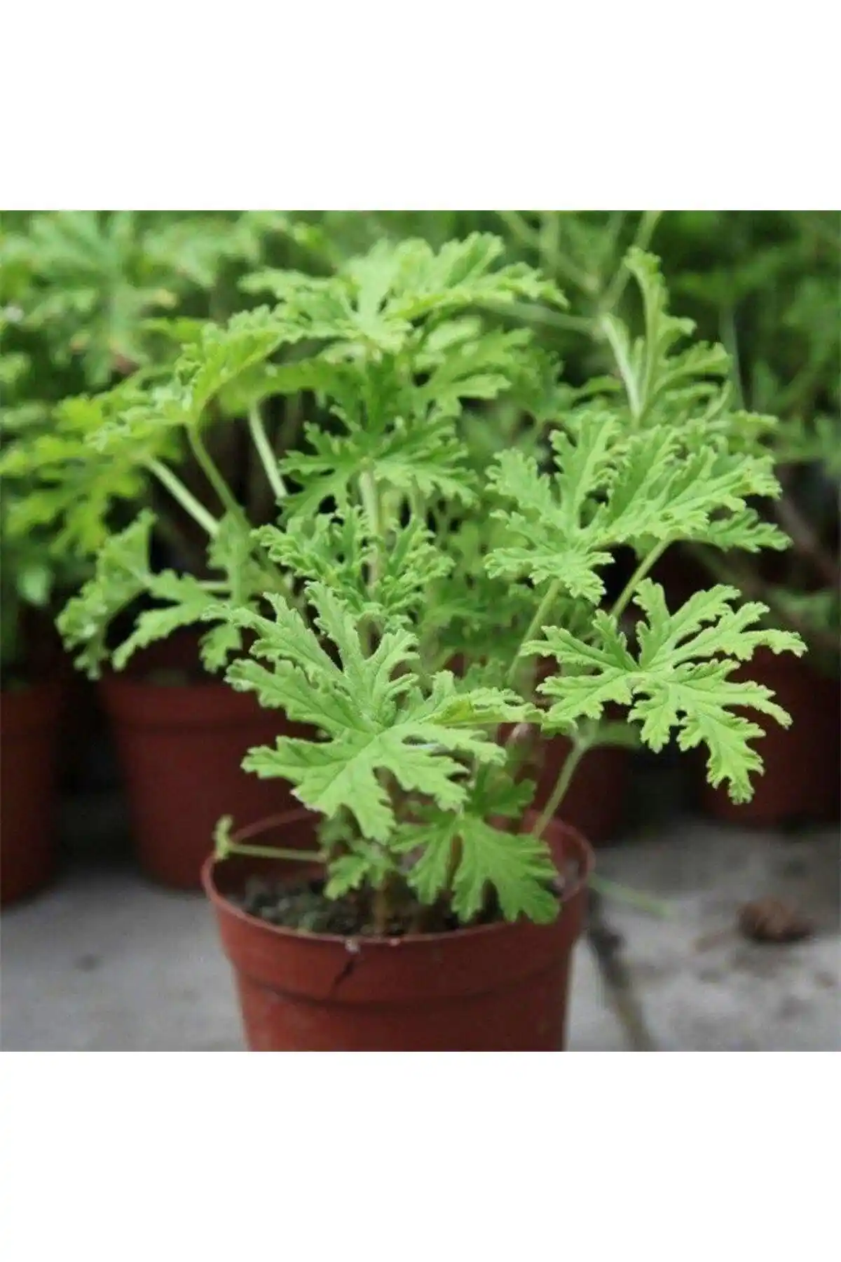 Mimoza Bitki Market Saksılı Itır Fidanı: Doğal Güzellik ve Hoş Kokusu ile Dekoratif Tercih