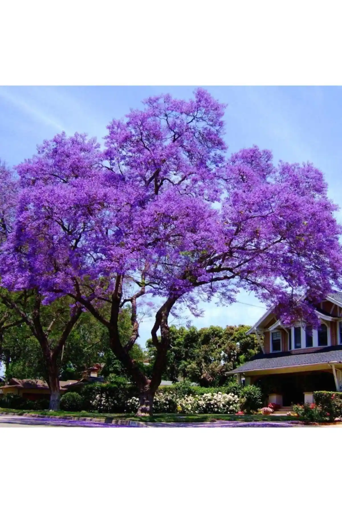 Mor Çiçekli Paulownia Fidanı: Estetik ve Koku Dolu Bahçe Dekorasyonu İçin Uygun