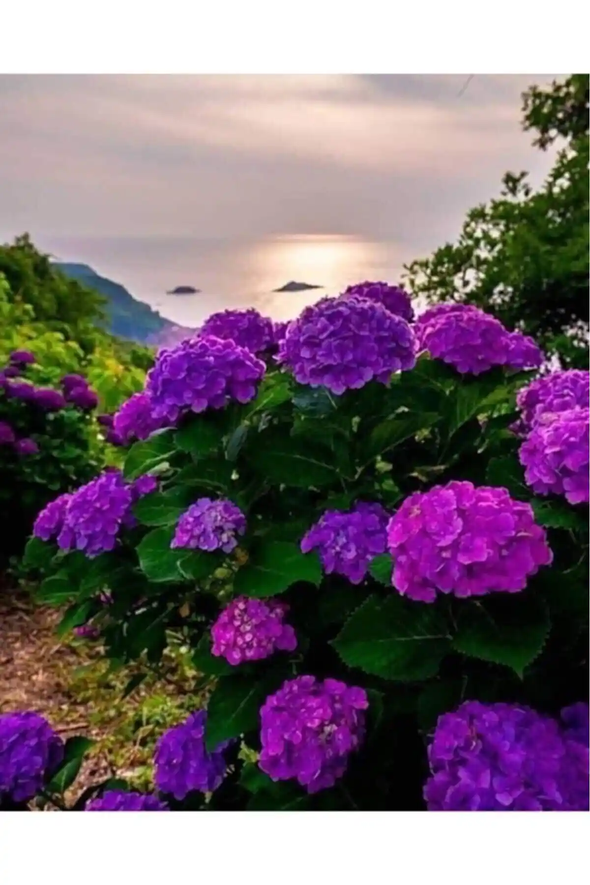 Mor Ortanca Çiçeği Fidanı: Bahçe ve İç Mekan Dekorasyonu İçin Zarif Doğal Bitki