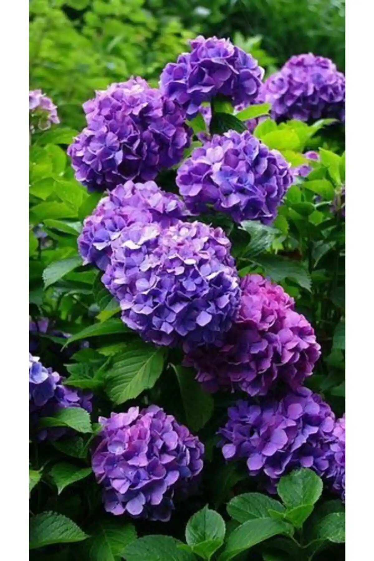 Mor Ortanca Tohumu: Bahçenizde Renkli ve Doğal Güzellik Yaratmanın Yolu