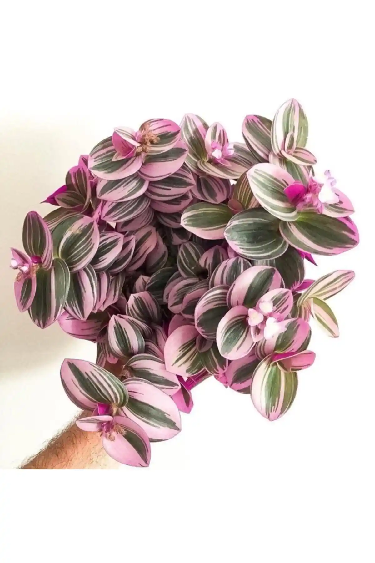 Mor Telgraf Çiçeği Nanouk Zebrina Sukulent: Estetik ve Dayanıklılığın Modern İç Mekanlara Uygun Seçimi