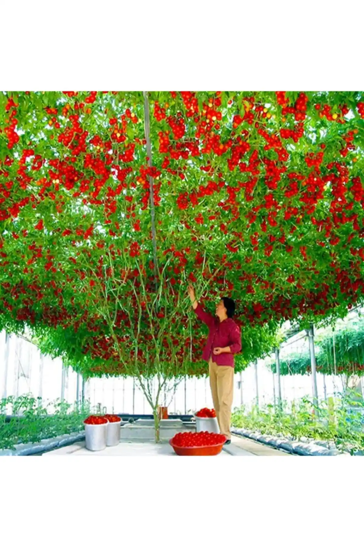Nadir Domates Ağacı Tohumu: Doğal ve Farklı Tarım Deneyimleri İçin Güvenilir Seçenek