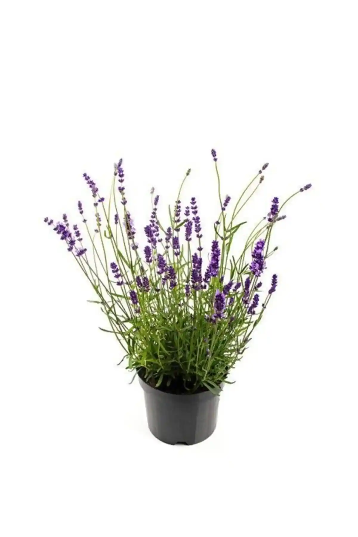 Nadir İthal İngiliz Lavanta Tohumu: Yüksek Çimlenme Oranıyla Bahçe ve Saksı Dekoru