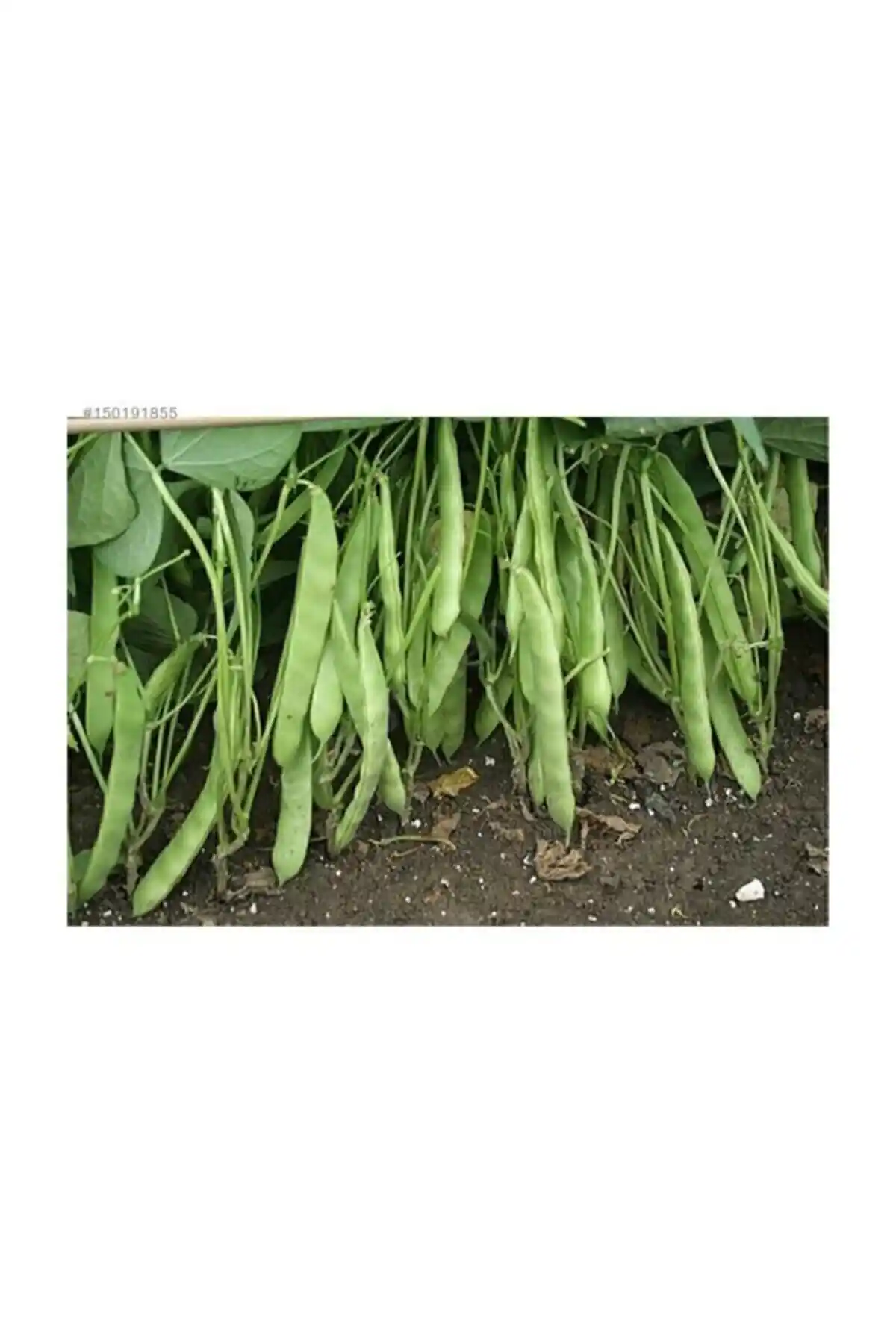 Nadir Yediveren Magnum Fasülyesi Tohumu: Yüksek Verim ve Dayanıklılık Sunan Kaliteli Seçenek