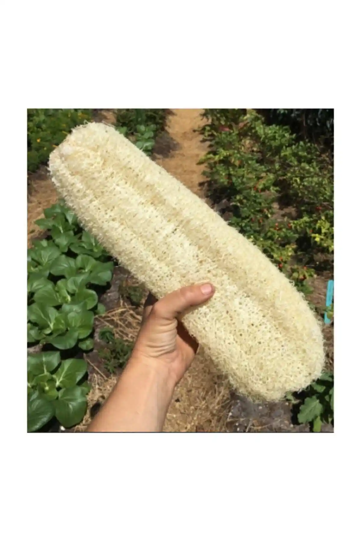 Nadit İthal Lif Kabak Tohumu: Doğal ve Verimli Yetiştirme Seçenekleri