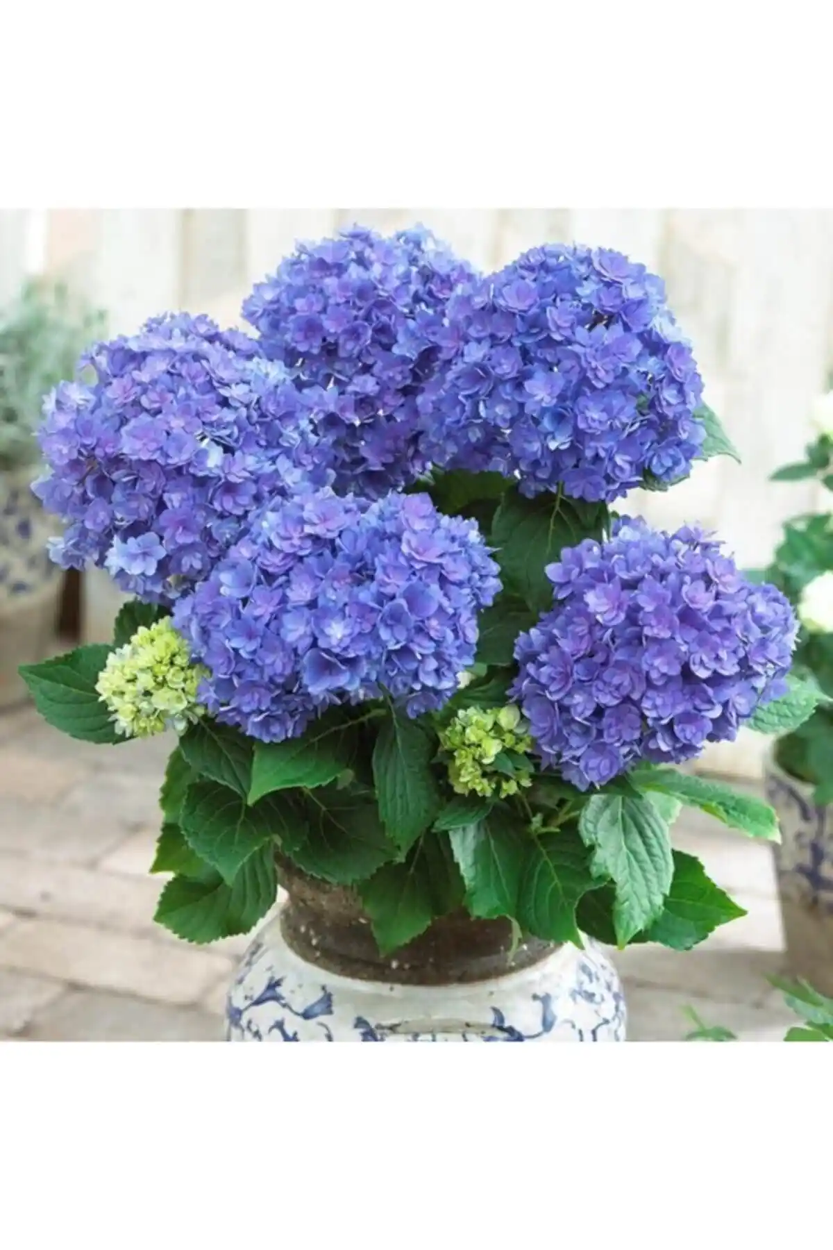 Nandina Botanik Canlı Ortanca Çiçeği Fidanı - Bahçe ve İç Mekan Dekorasyonu İçin Uygun