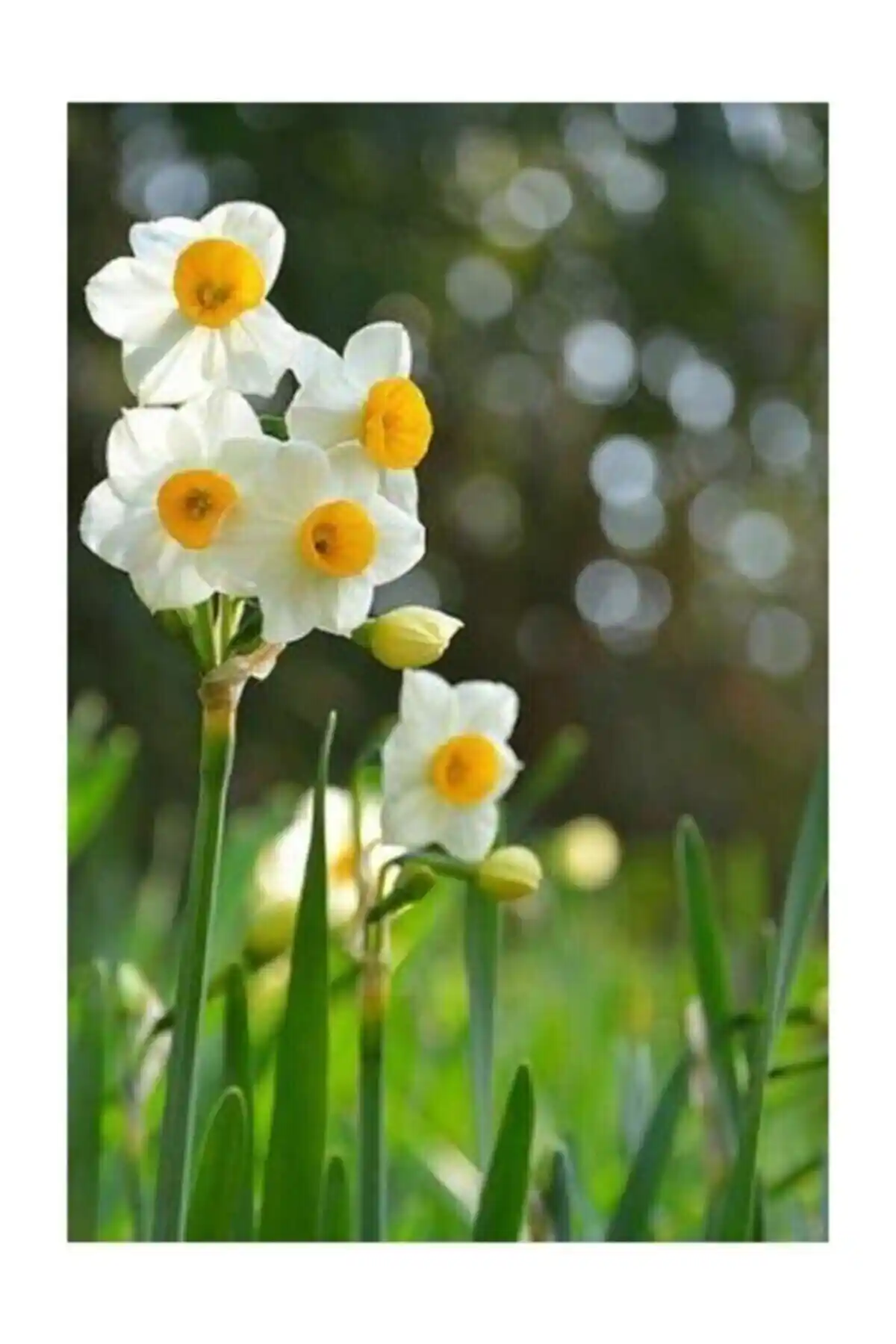 Nergis Tohumu ile Bahar Renklerini ve Doğal Güzellikleri Evinize Taşıyın
