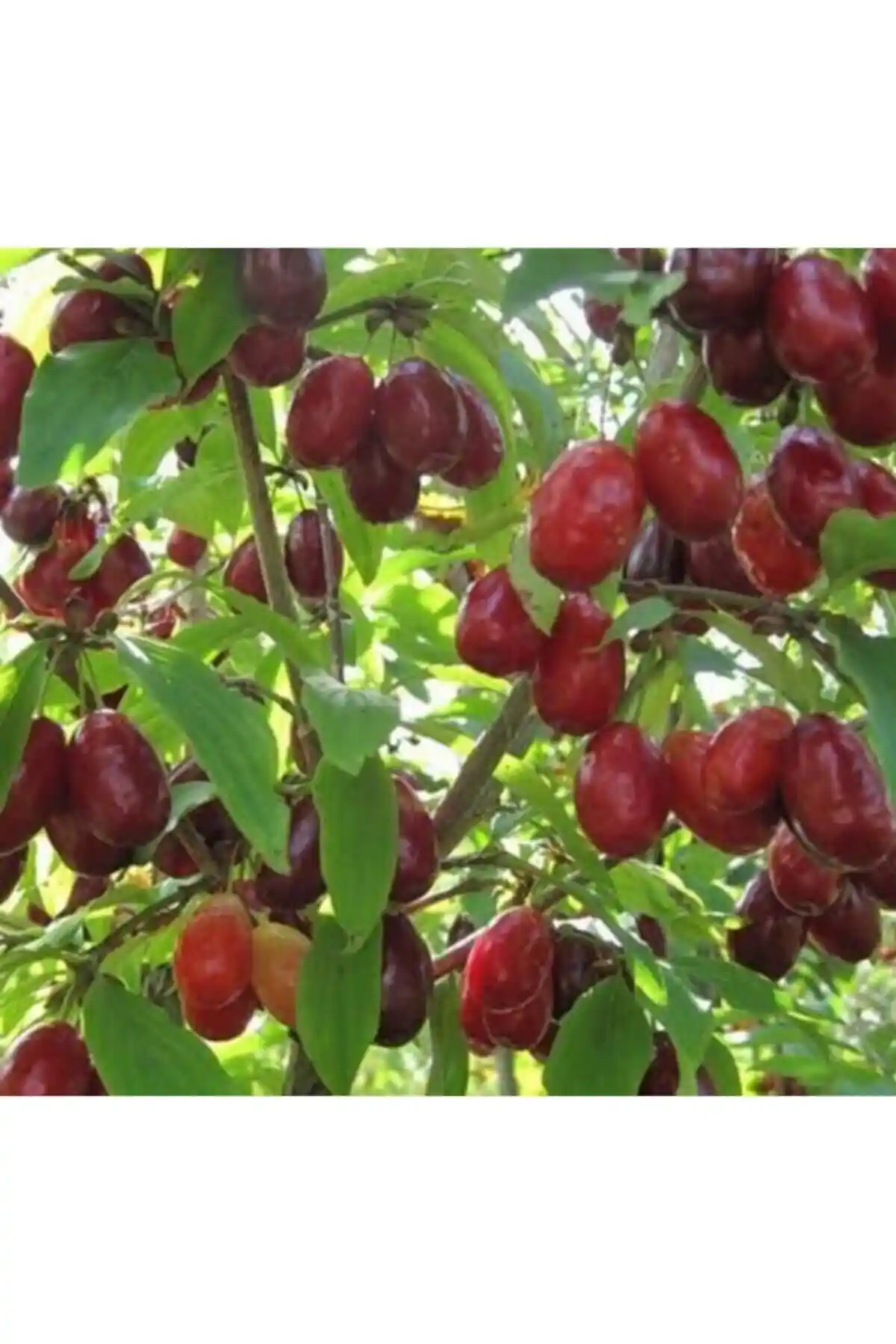 Önderler Kızılcık Fidanı Tüplü: Sağlıklı ve Lezzetli Meyve Üretimi İçin Uygun Seçenek