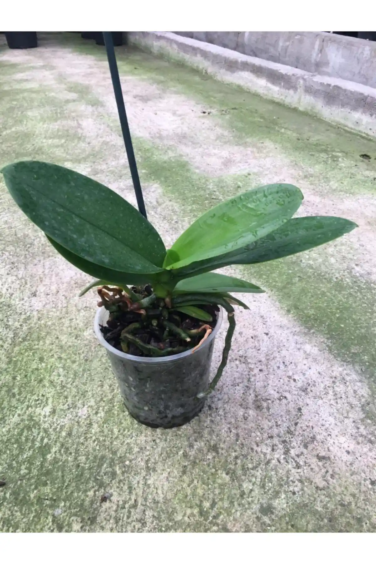 Orkide Fidesi: Doğal Güzellik ve Bakım Kolaylığıyla Ev ve Bahçe Dekorasyonu