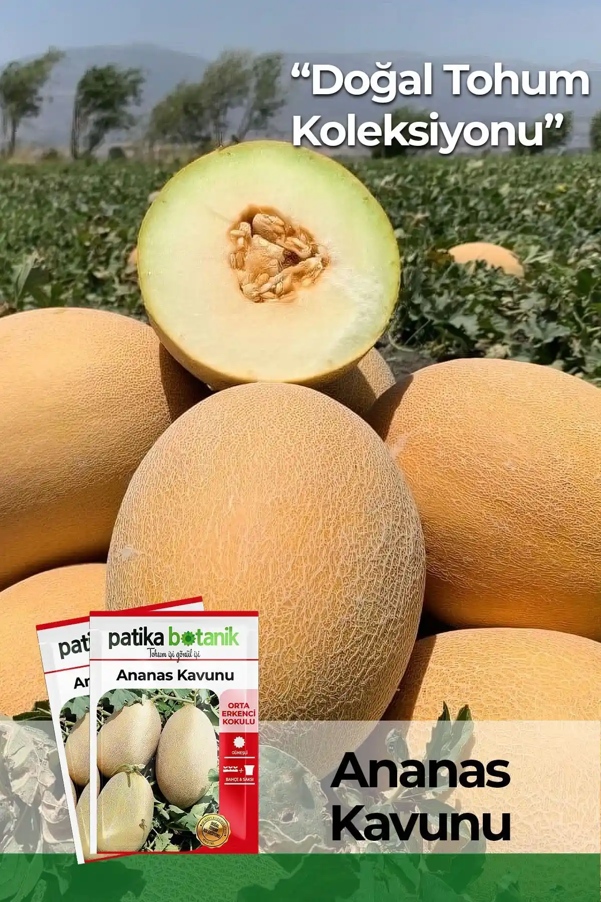 Patika Botanik 100 Adet Ananas Kavun Tohumu Ürünü: Yüksek Kalite ve Doğal Yetiştiricilik