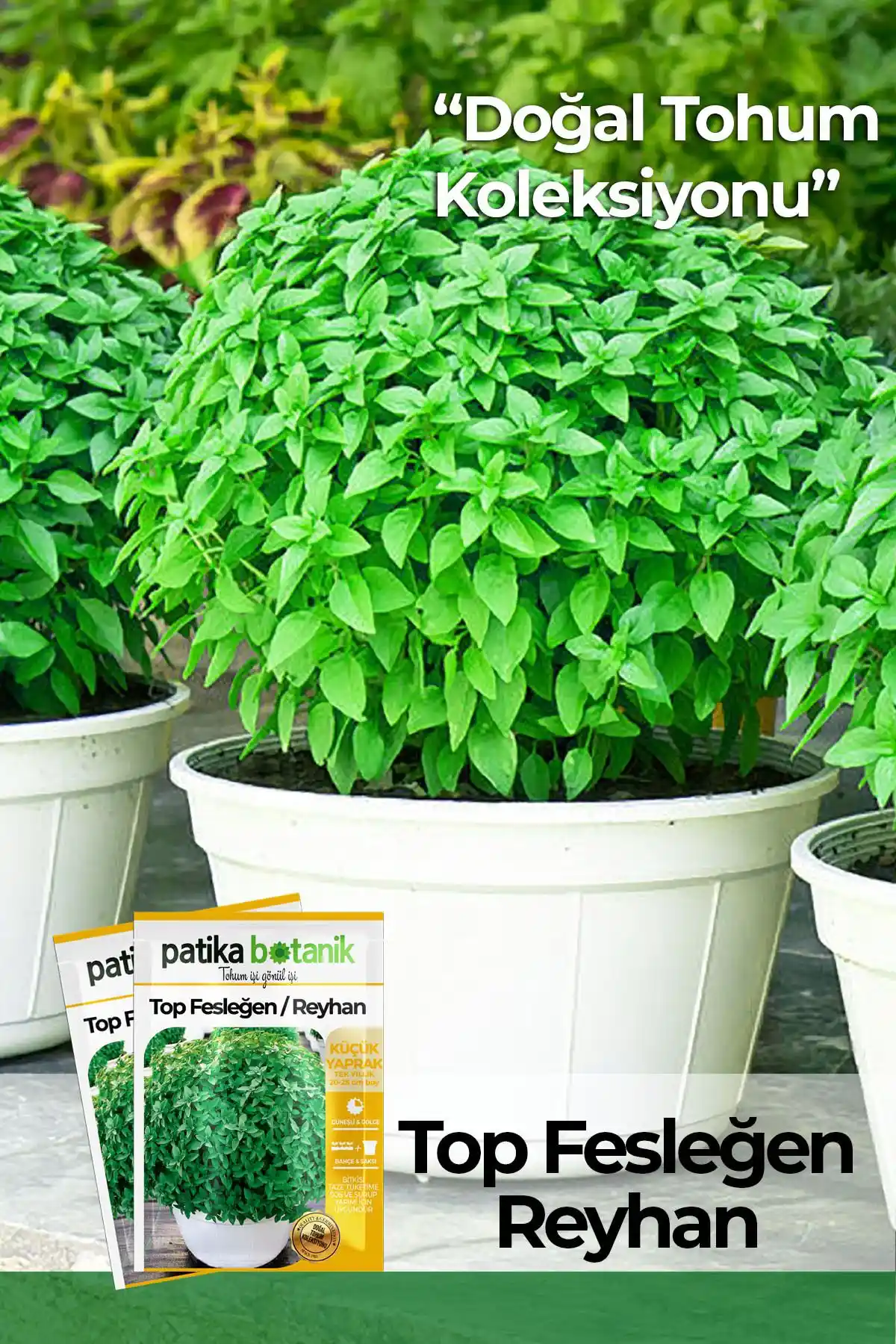 Patika Botanik 100 Adet Fesleğen Tohumu: Doğal ve Sağlıklı Bitki Yetiştiriciliği İçin