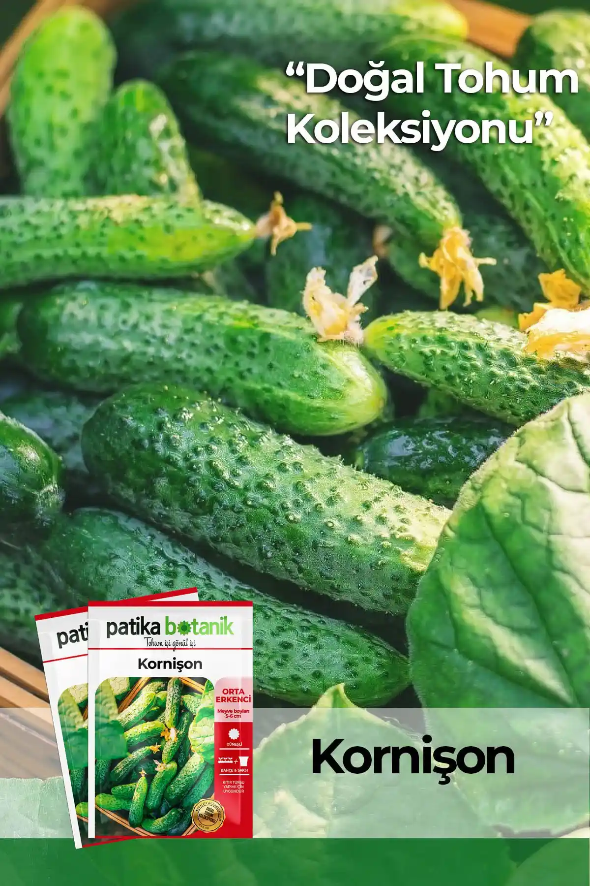 Patika Botanik 100 Adet Kornisón Salatalık Tohumu ile Yüksek Verimli Yetiştirme Rehberi