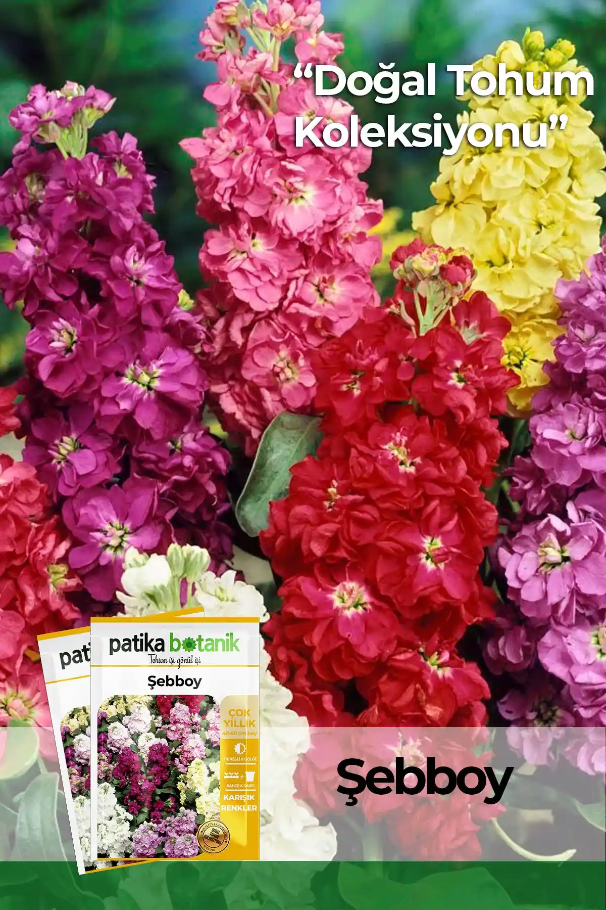 Patika Botanik 100 Adet Şebboy Tohumu ile Bahçenize Renkli ve Kokulu Çiçekler Ekebilirsiniz