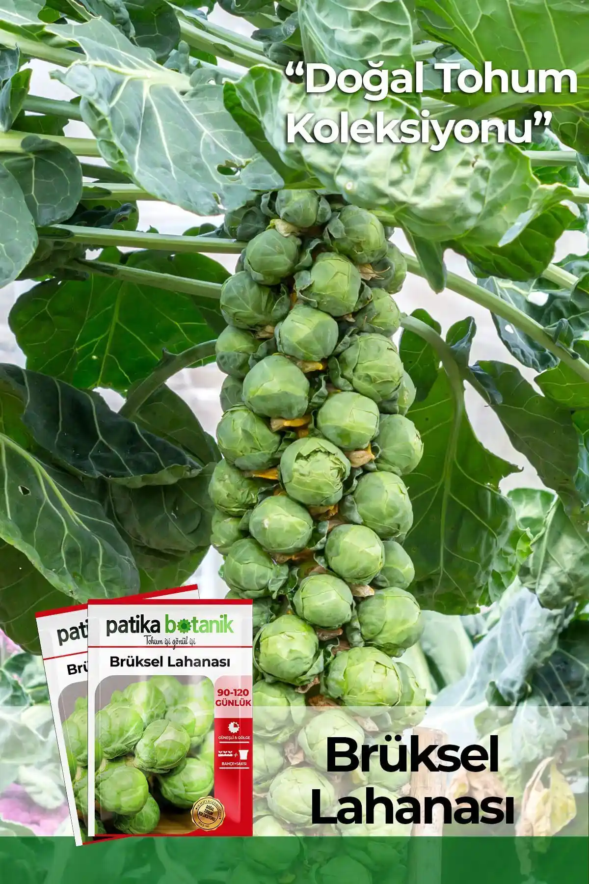 Patika Botanik 200 Adet Brüksel Lahanası Tohumu Sağlıklı ve Verimli Tarım İçin Uygun