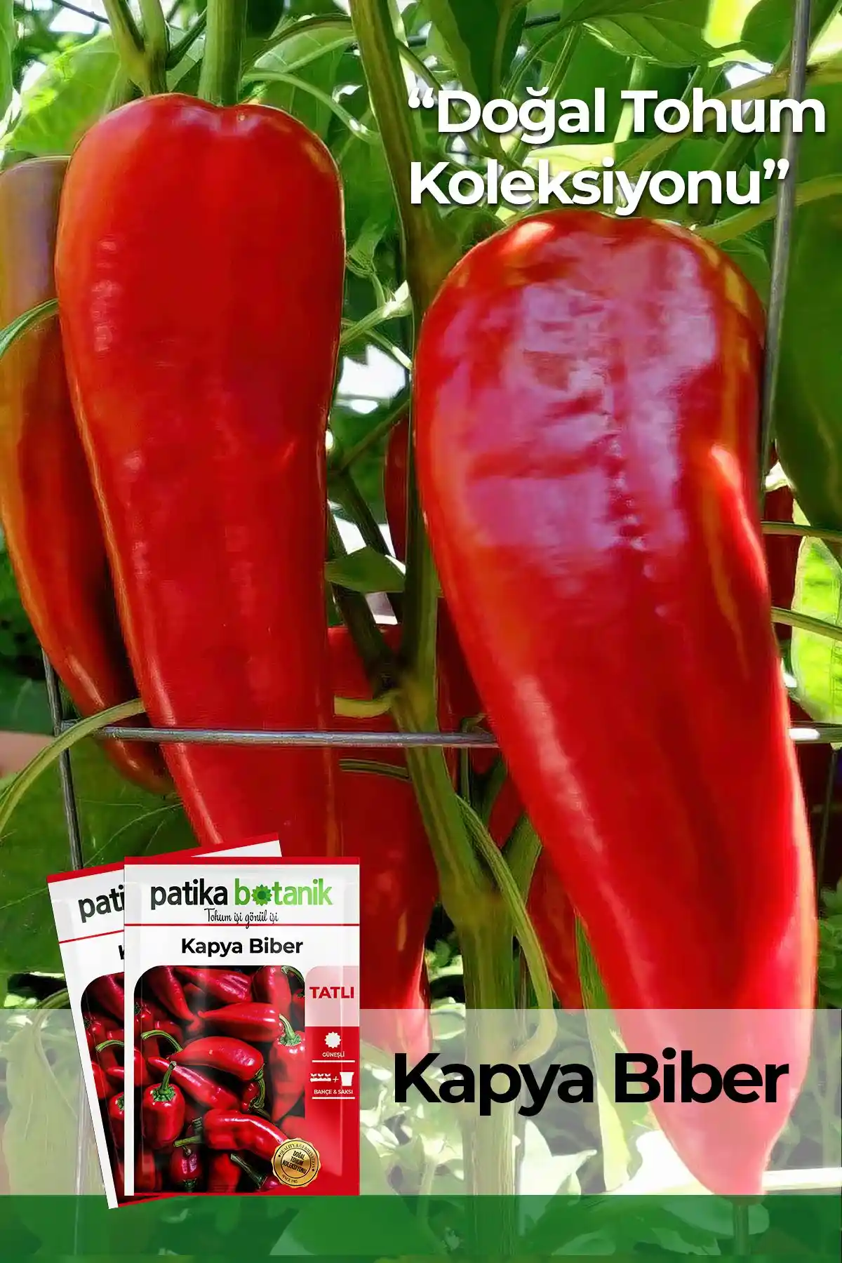 Patika Botanik 200 Adet Kapya Biber Tohumu Türkiye Menşei Yüksek Verimlilik