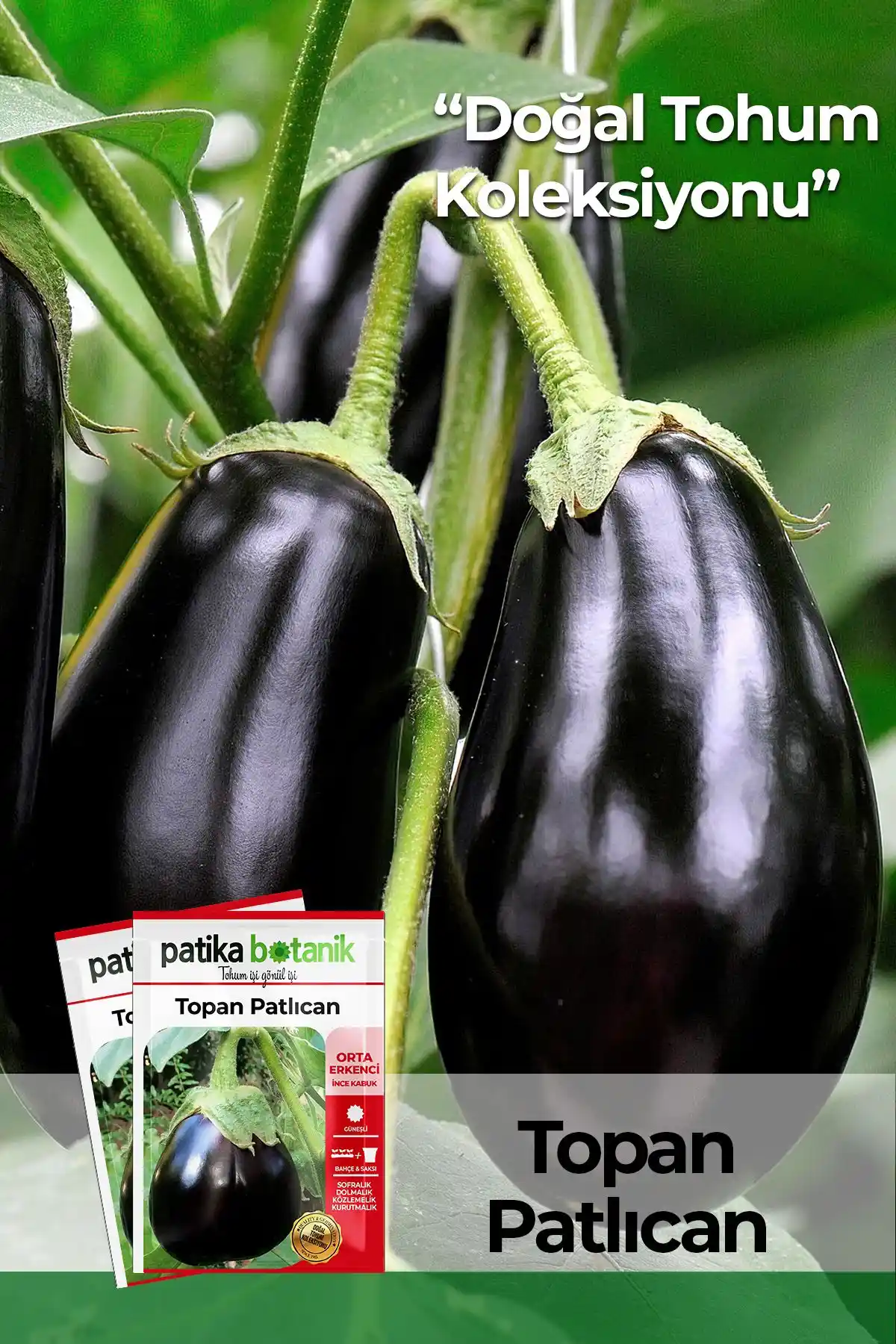 Patika Botanik 200 Adet Patlıcan Tohumu ile Yüksek Verim ve Kalite Garantisi