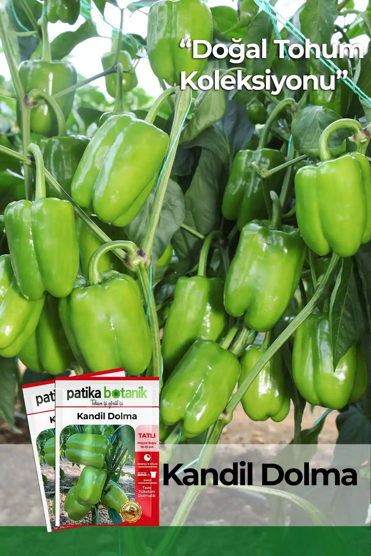 Patika Botanik 200 Adet Tatlı Kandil Dolma Biber Tohumu Doğal ve Yüksek Verim Sağlayan Sebze Tohumu