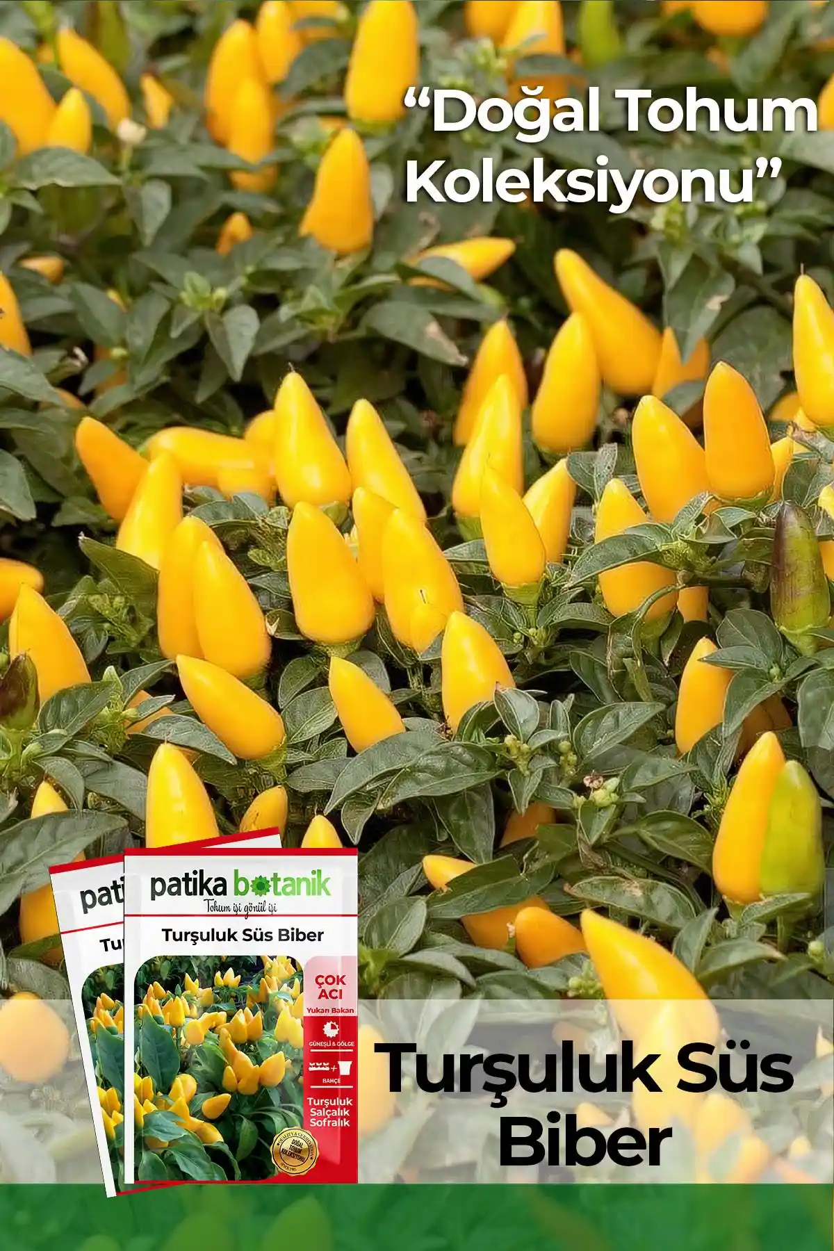 Patika Botanik 200 Adet Turşuluk Süs Biberi Tohumu: Doğal ve Verimli Yetiştirme Kılavuzu