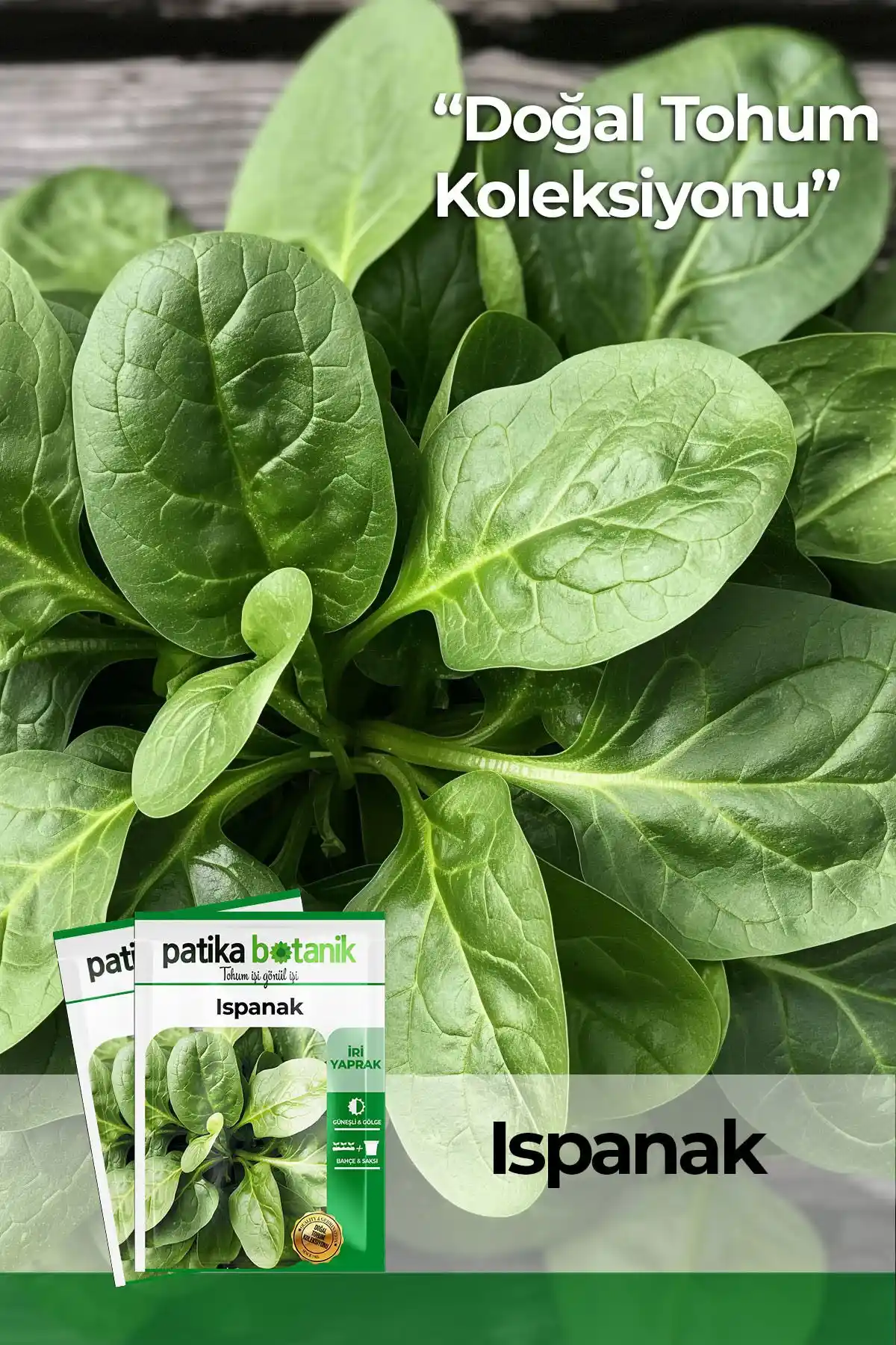 Patika Botanik 250 Adet Yerli Ispanak Tohumu Doğal ve Verimli Ekim İçin Uygun Bir Seçenektir