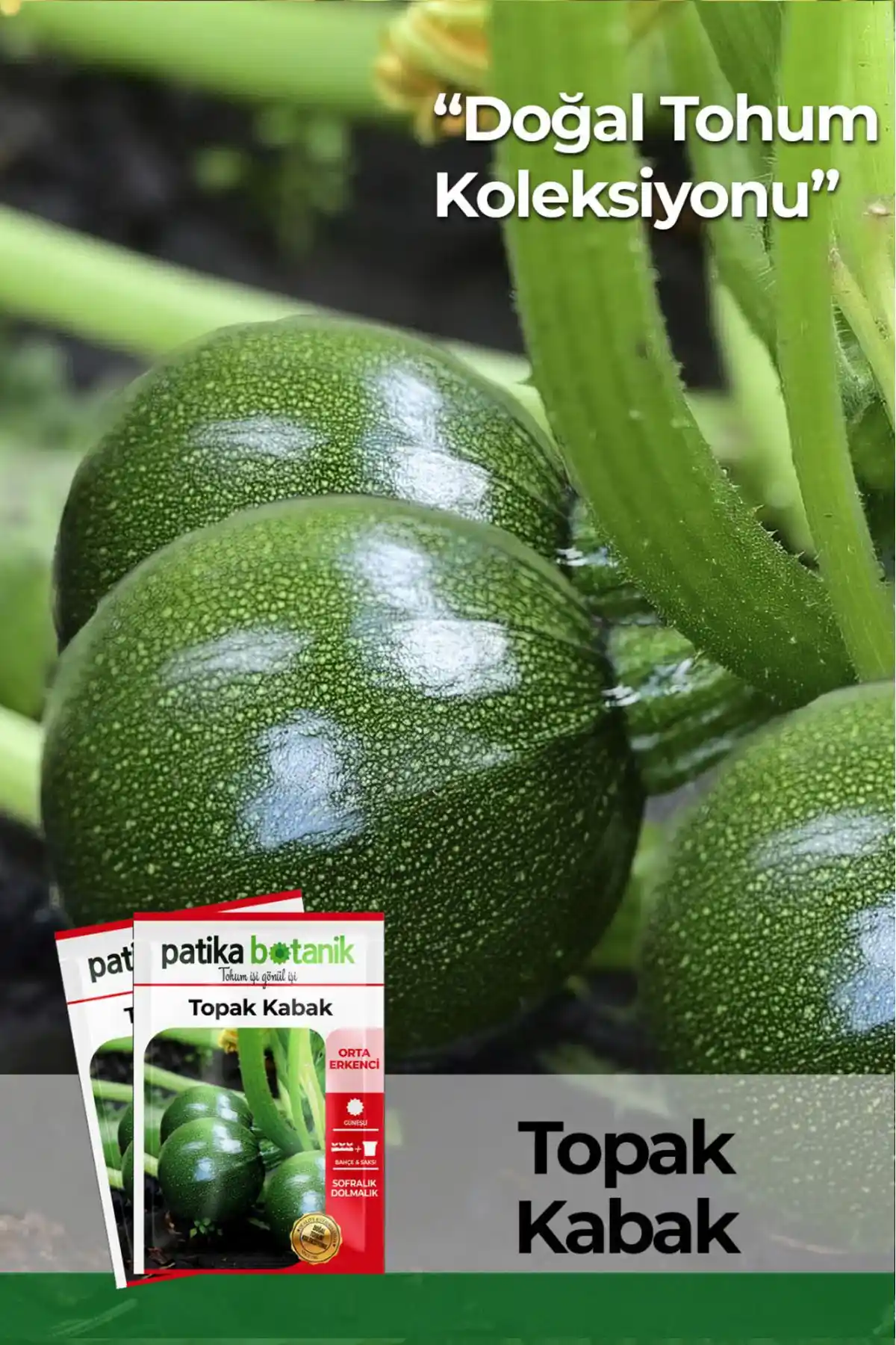 Patika Botanik 30 Adet Topak Kabak Tohumu: Doğal ve Yüksek Verimli Bahçe Sebze Tohumu