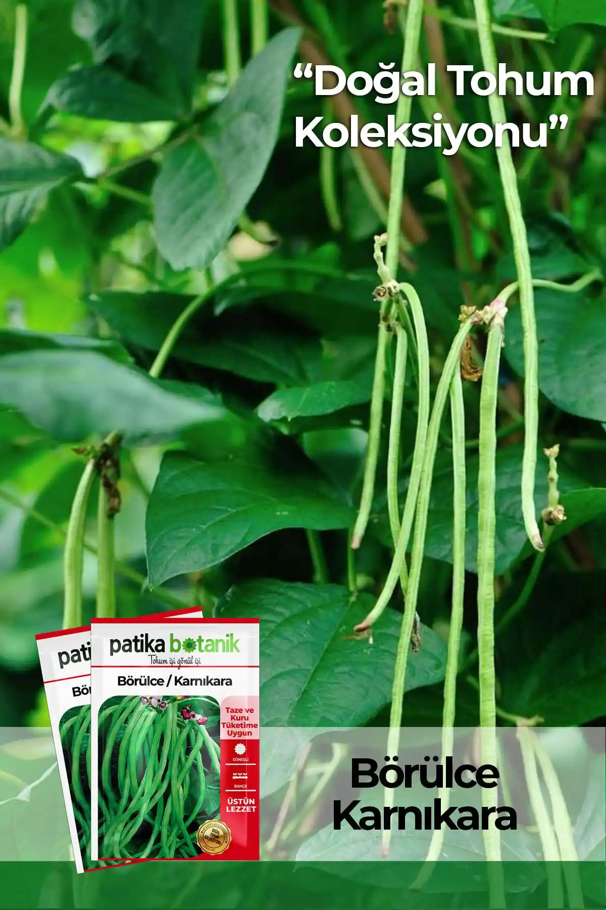 Patika Botanik 50 Adet Börülce Tohumu: Doğal ve Yüksek Kaliteli Sebze Yetiştirme Seçeneği