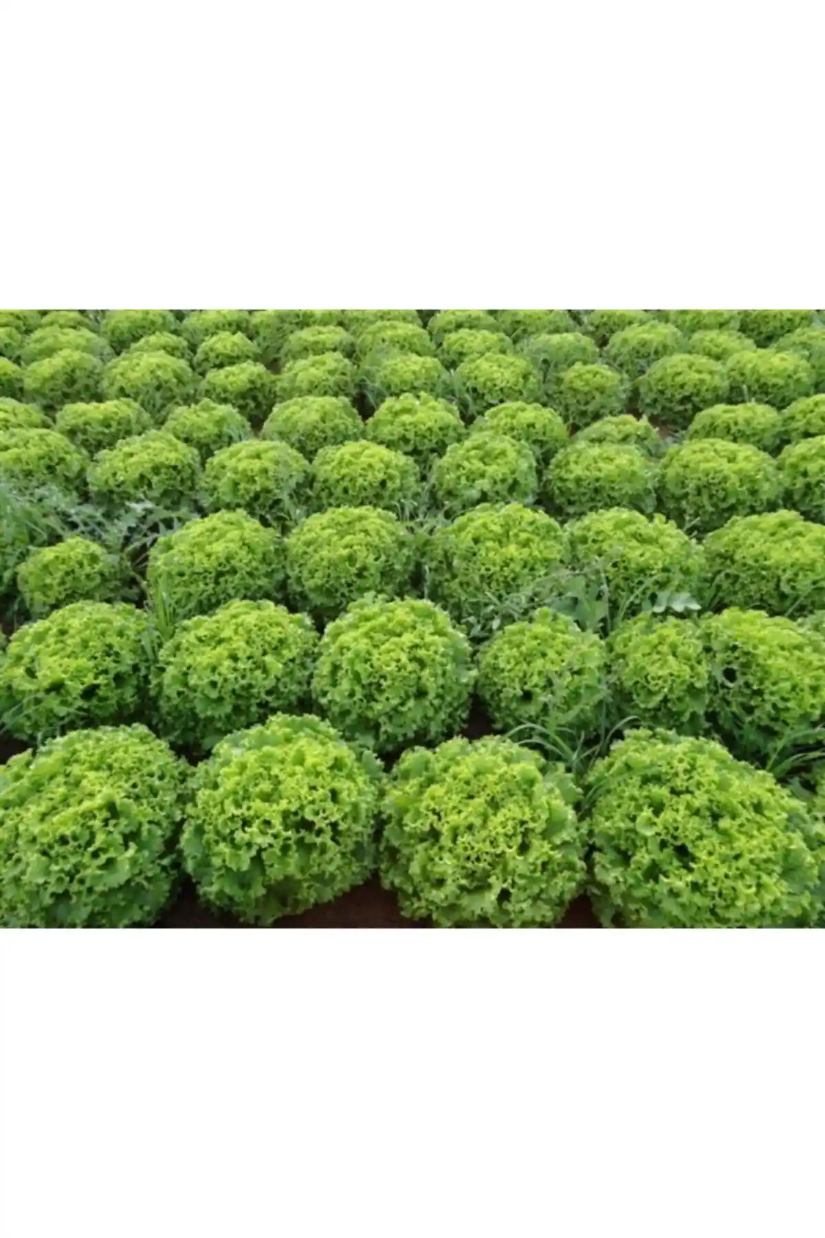 Patika Botanik 7.000 Adet Arapsaçı Kıvırcık Marul Tohumu ile Sağlıklı Bahçe Yetiştiriciliği