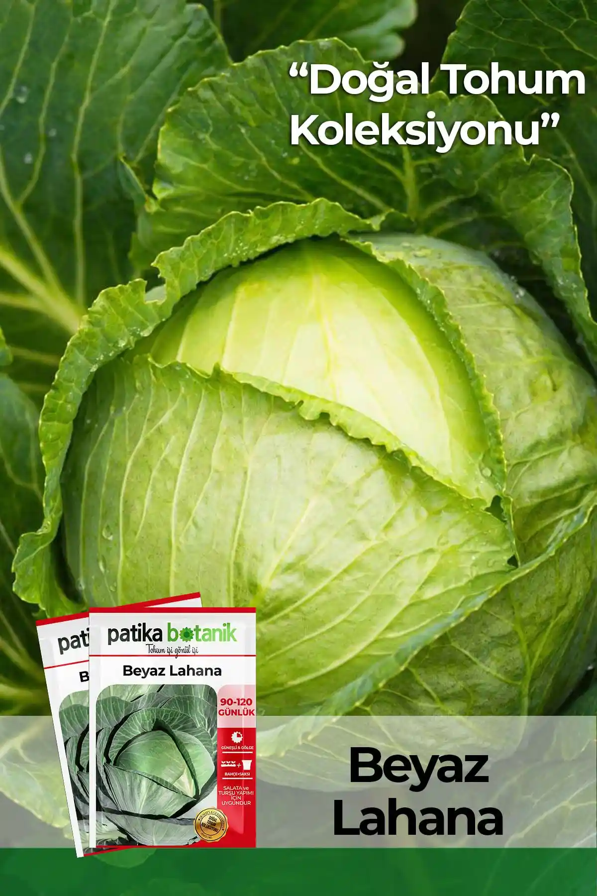 Patika Botanik Beyaz Lahana Tohumu 250 Adet Yüksek Kalite ve Verimlilik İçin Uygun