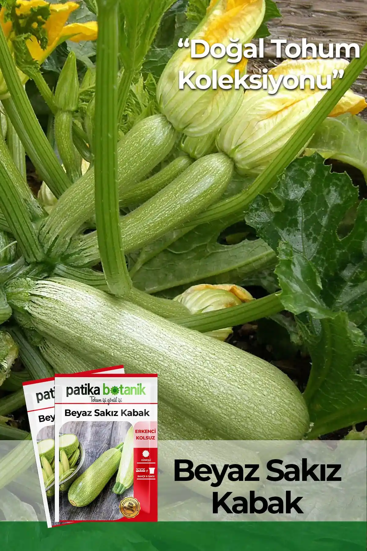 Patika Botanik Beyaz Sakız Kabak Tohumu - Doğal ve Yüksek Kaliteli Sebze Yetiştiriciliği