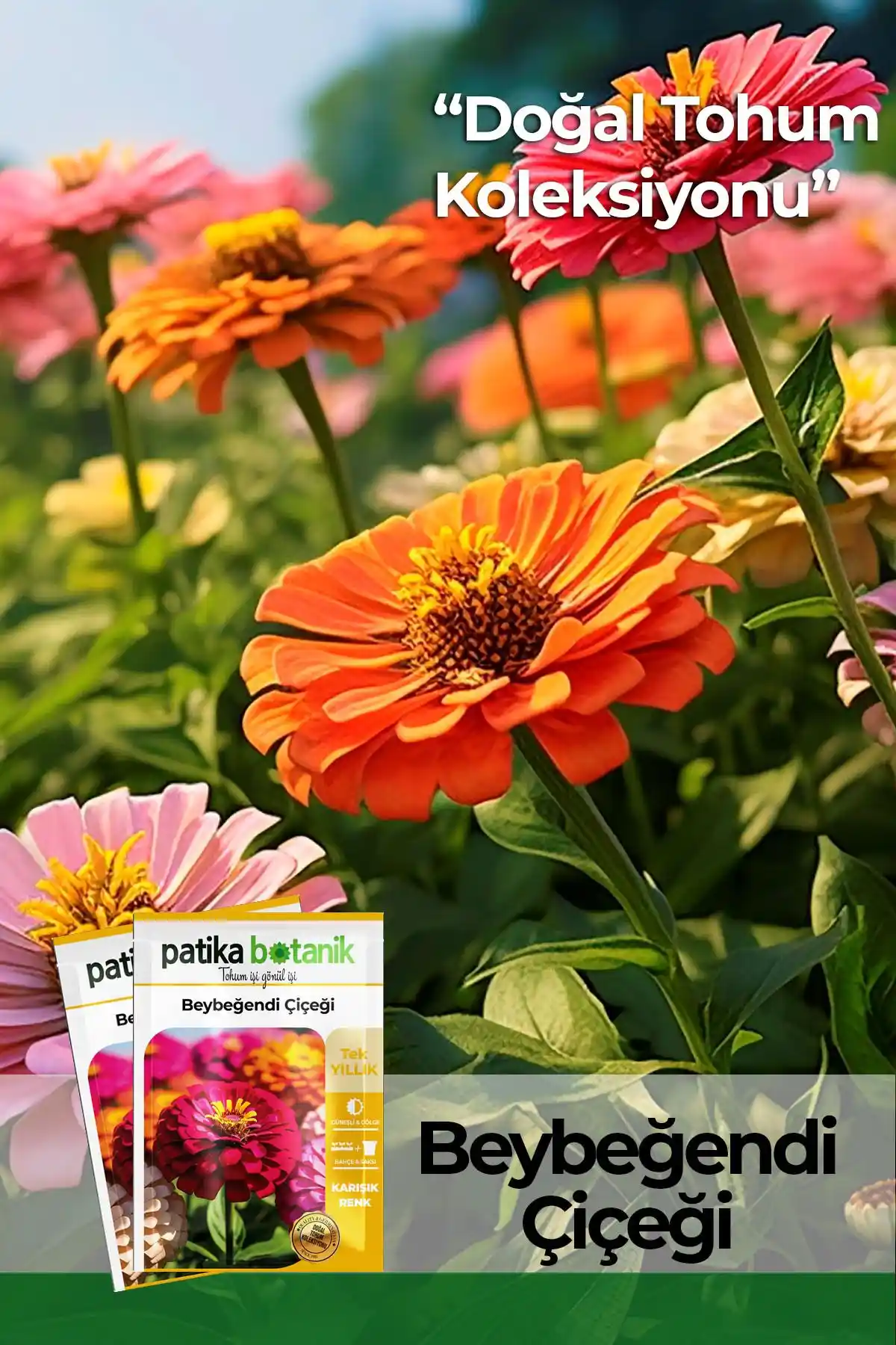 Patika Botanik Beybeğendi Çiçeği Tohumu: Renkli Bahçeler İçin Yüksek Kaliteli Organik Tohumlar