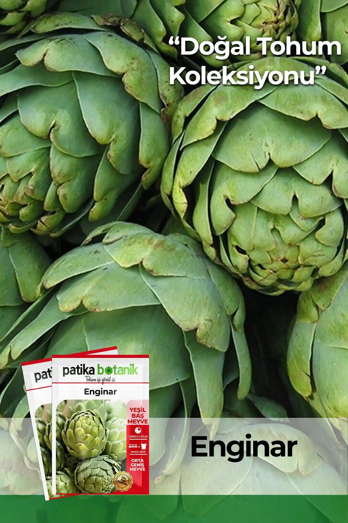 Patika Botanik Enginar Tohumu 20 Adet Doğal ve Verimli Yetiştiricilik Kiti