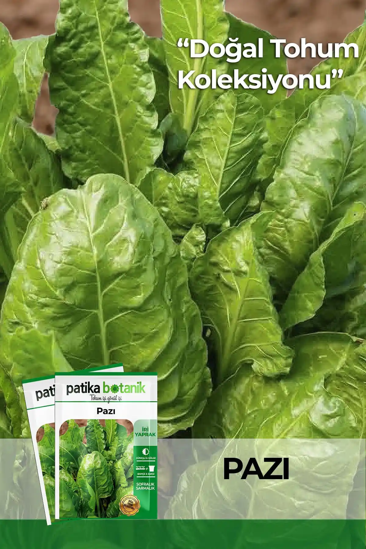 Patika Botanik Geniş Yaprak Pazı Tohumu 500 Adet Organik ve Yüksek Çimlenme Oranıyla