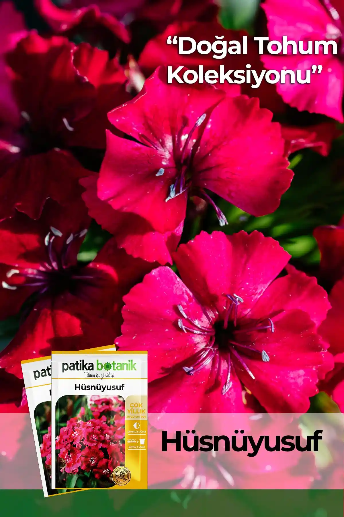 Patika Botanik Hüsnüyusuf Tohumu: Doğal Renkli Çiçekler Yetiştirme Rehberi