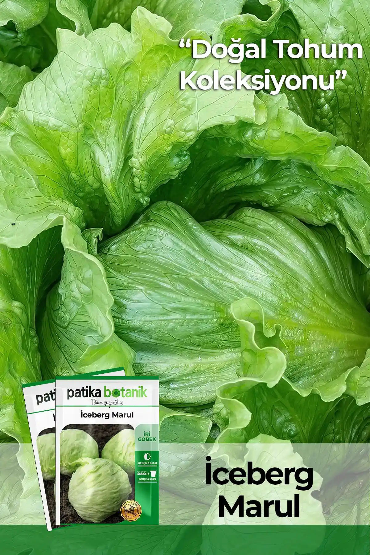 Patika Botanik'in Iceberg ve Göbek Marul Tohumu ile Yeşillik Yetiştiriciliği Rehberi