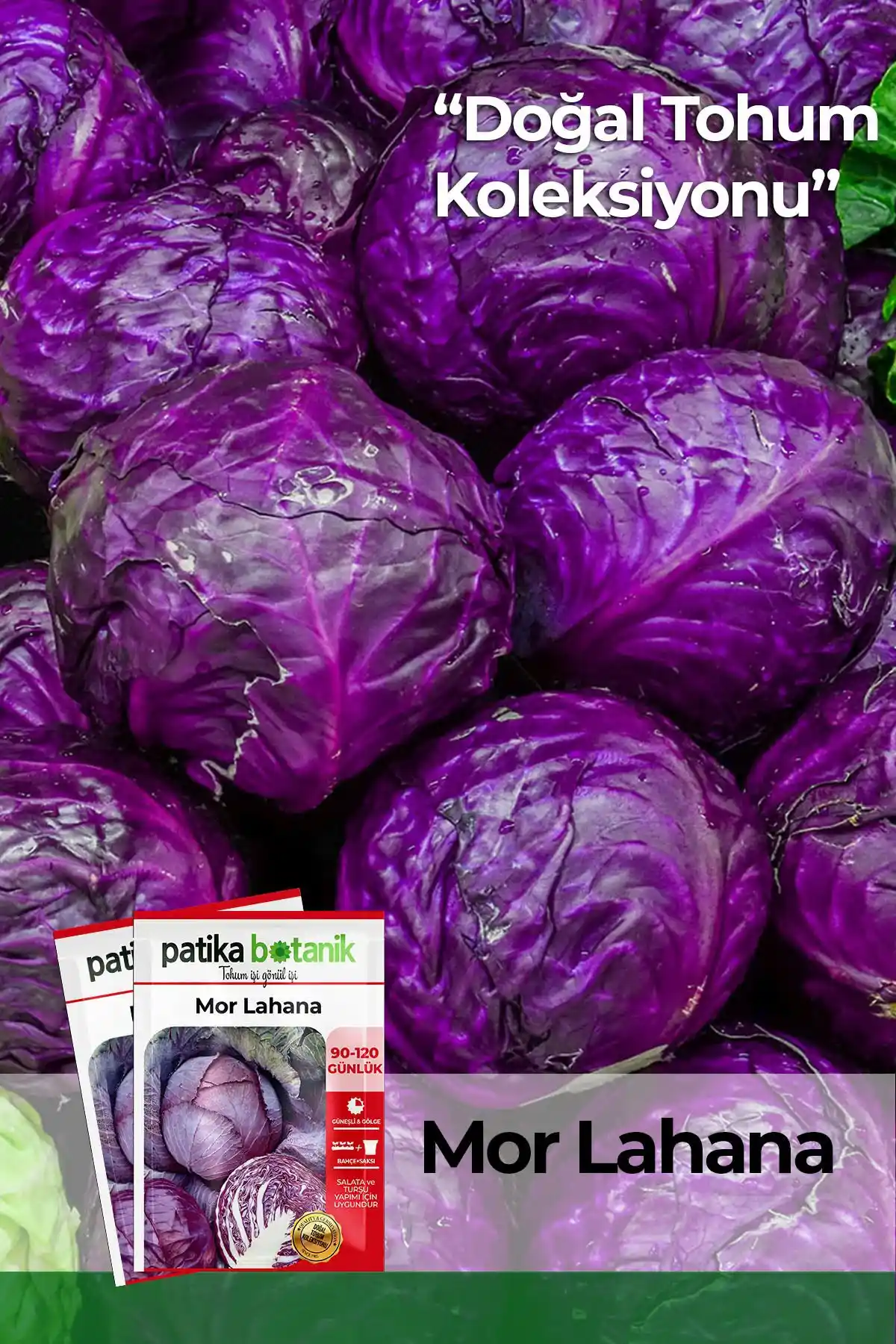 Patika Botanik Kırmızı (Mor) Lahana Tohumu 500 Adet Yüksek Verim ve Doğal Menşei