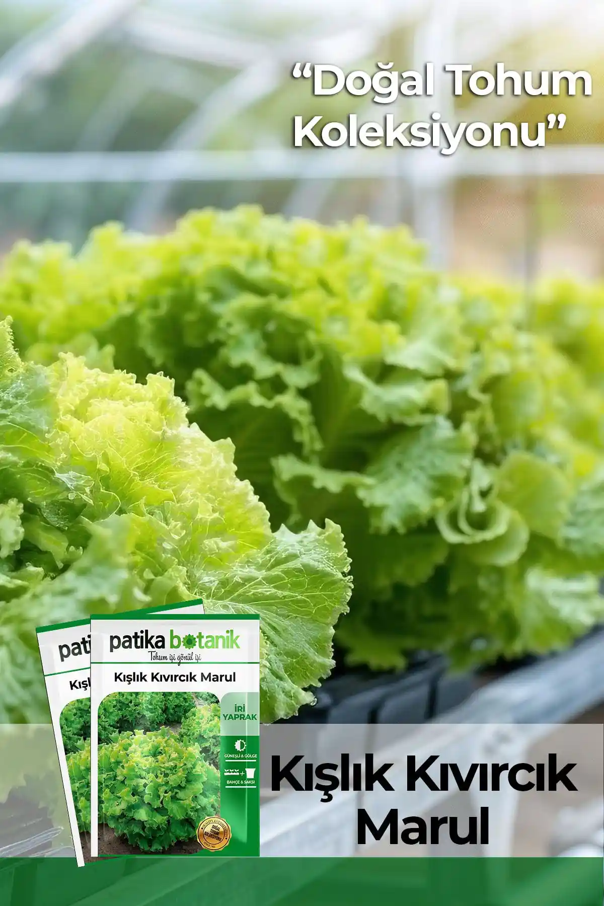 Patika Botanik Kışlık Kıvırcık Marul Tohumu 2000 Adet Türkiye Menşei