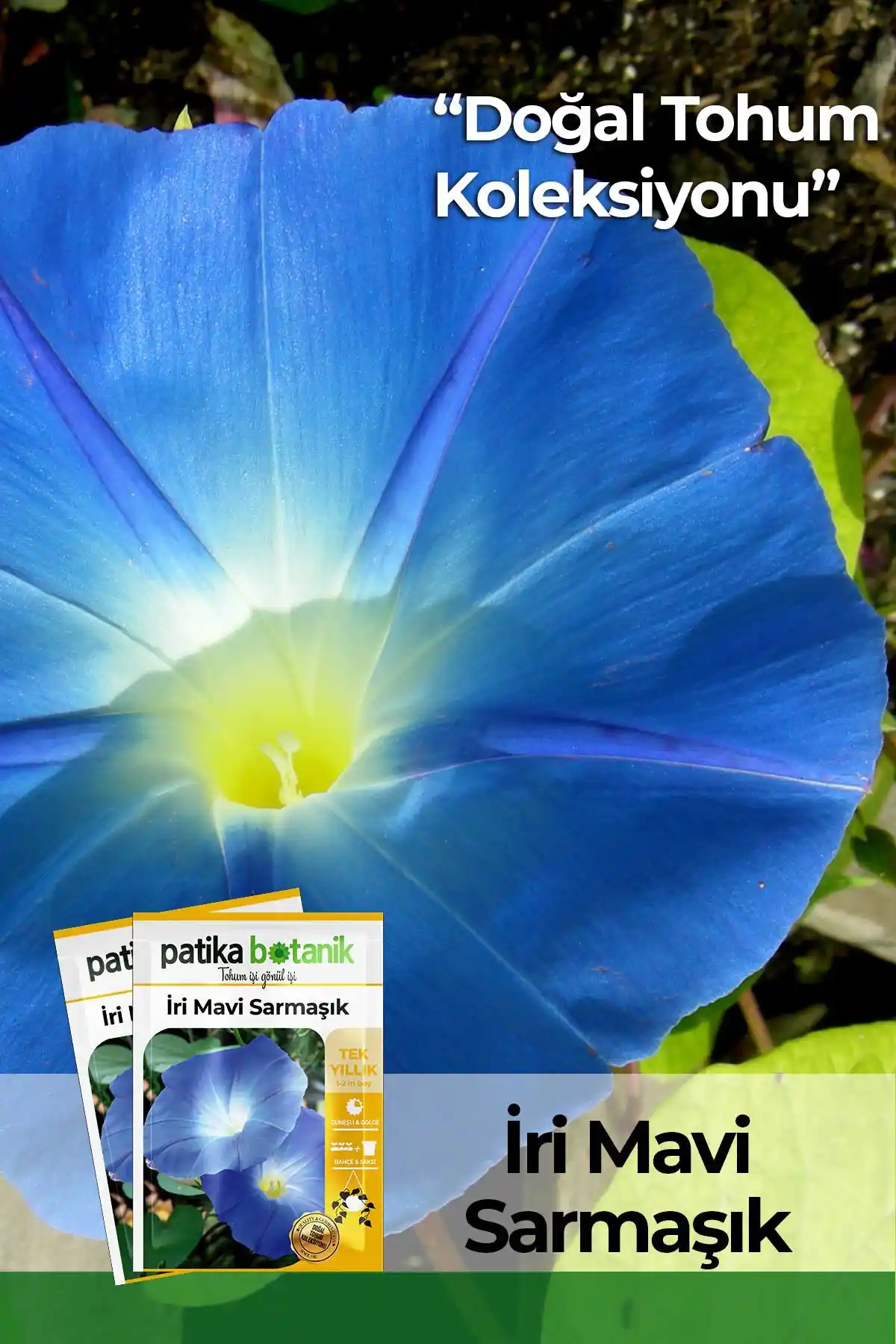 Patika Botanik Mavi Sarmaşık Tohumu 30 Adet Bahçe ve Dekorasyon İçin Yüksek Kalite