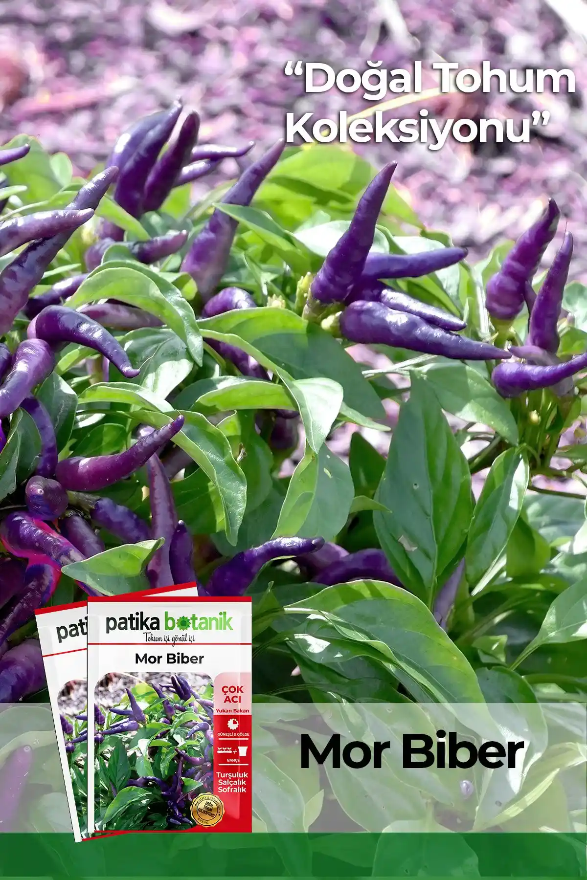 Patika Botanik Mor Cin Biber Tohumu: Organik ve Verimli Bahçe Seçeneği