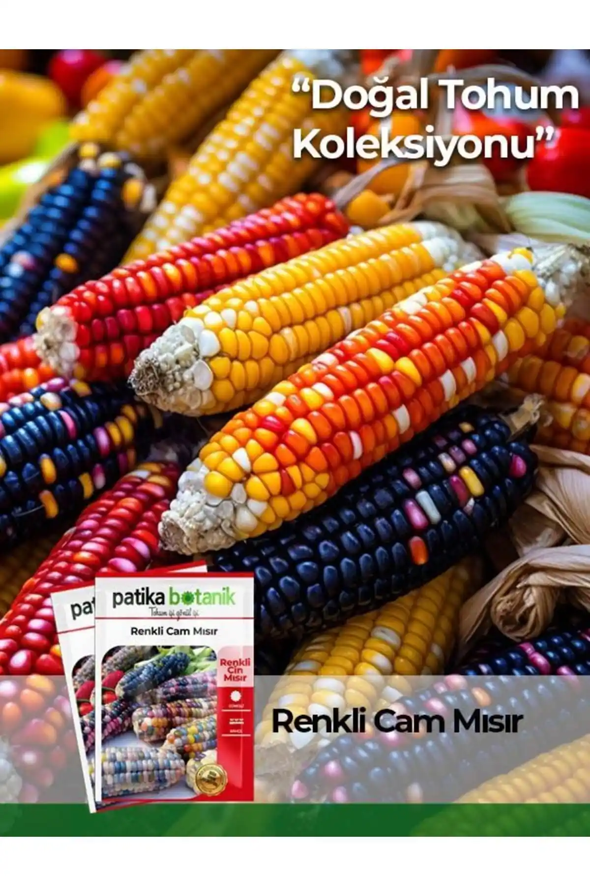 Patika Botanik Renkli Cam Mısır Tohumu 15 Adet Doğal ve Organik Tarımsal Ürün