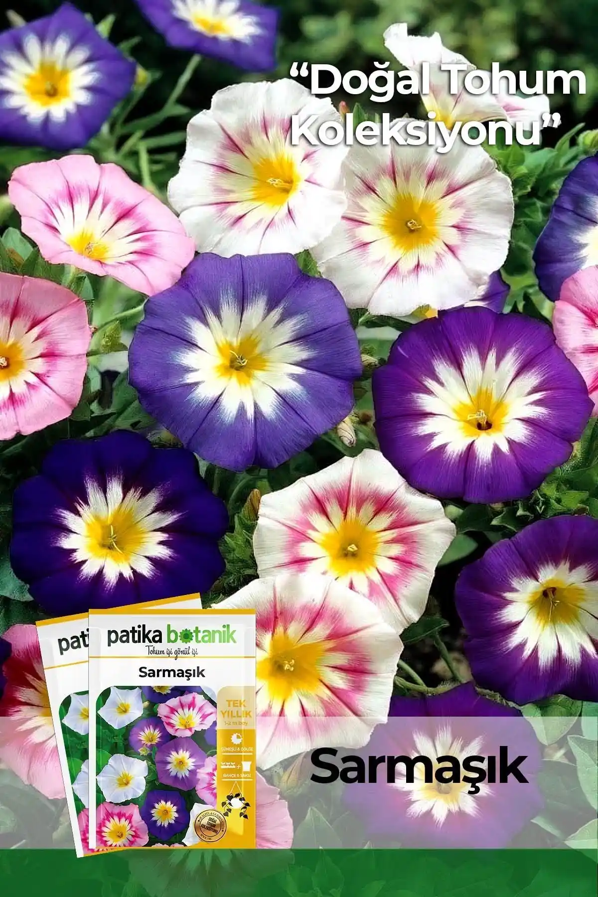 Patika Botanik Sarmaşık Tohumu: Estetik ve Doğal Bahçe ve İç Mekan Dekorasyonu