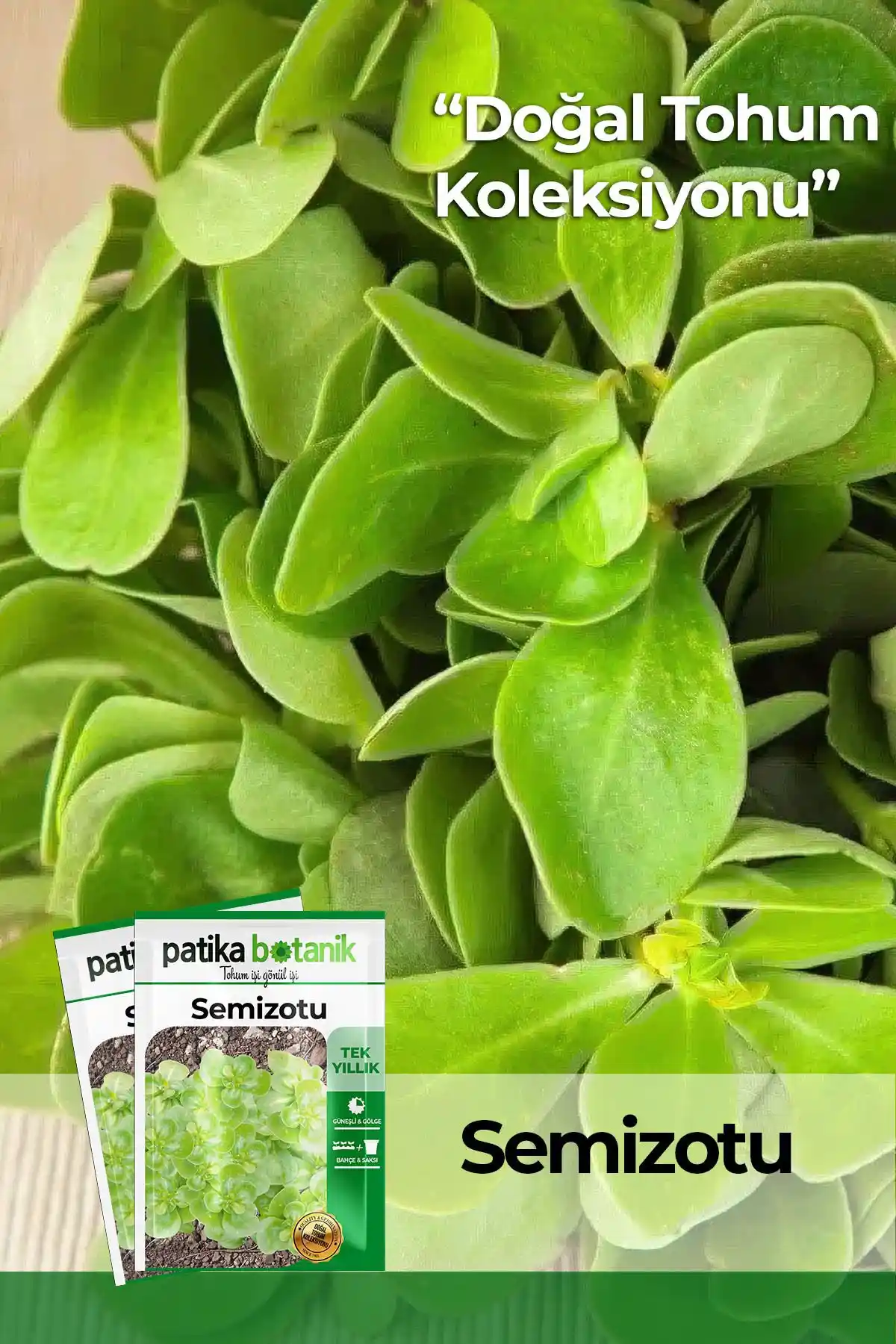 Patika Botanik Semizotu Tohumu 6.000 Adet Doğal ve Verimli Yeşillik Yetiştiriciliği