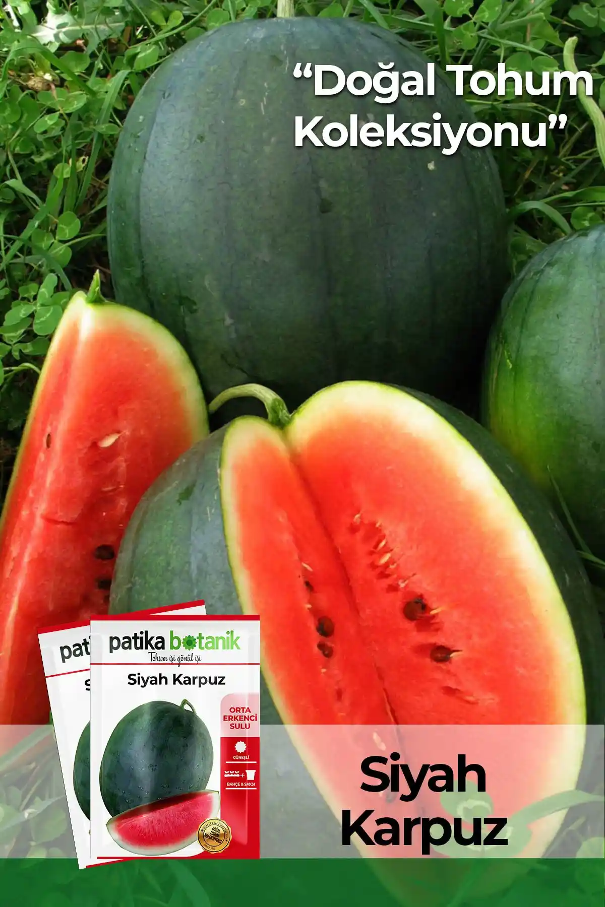Patika Botanik Siyah Karpuz Tohumu: Doğal ve Verimli Meyve Yetiştiriciliği Seçeneği