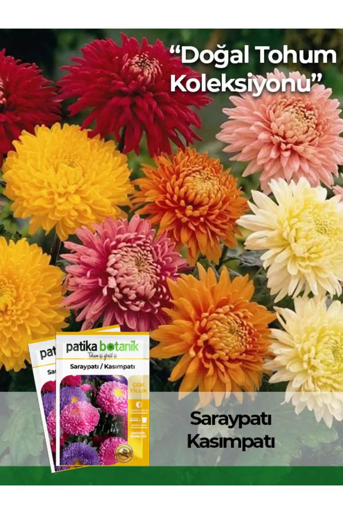 Patika Botanik'ten 50 Adet Saray Patı Çiçek Tohumu Doğal ve Dayanıklı Bahçe Bitkisi