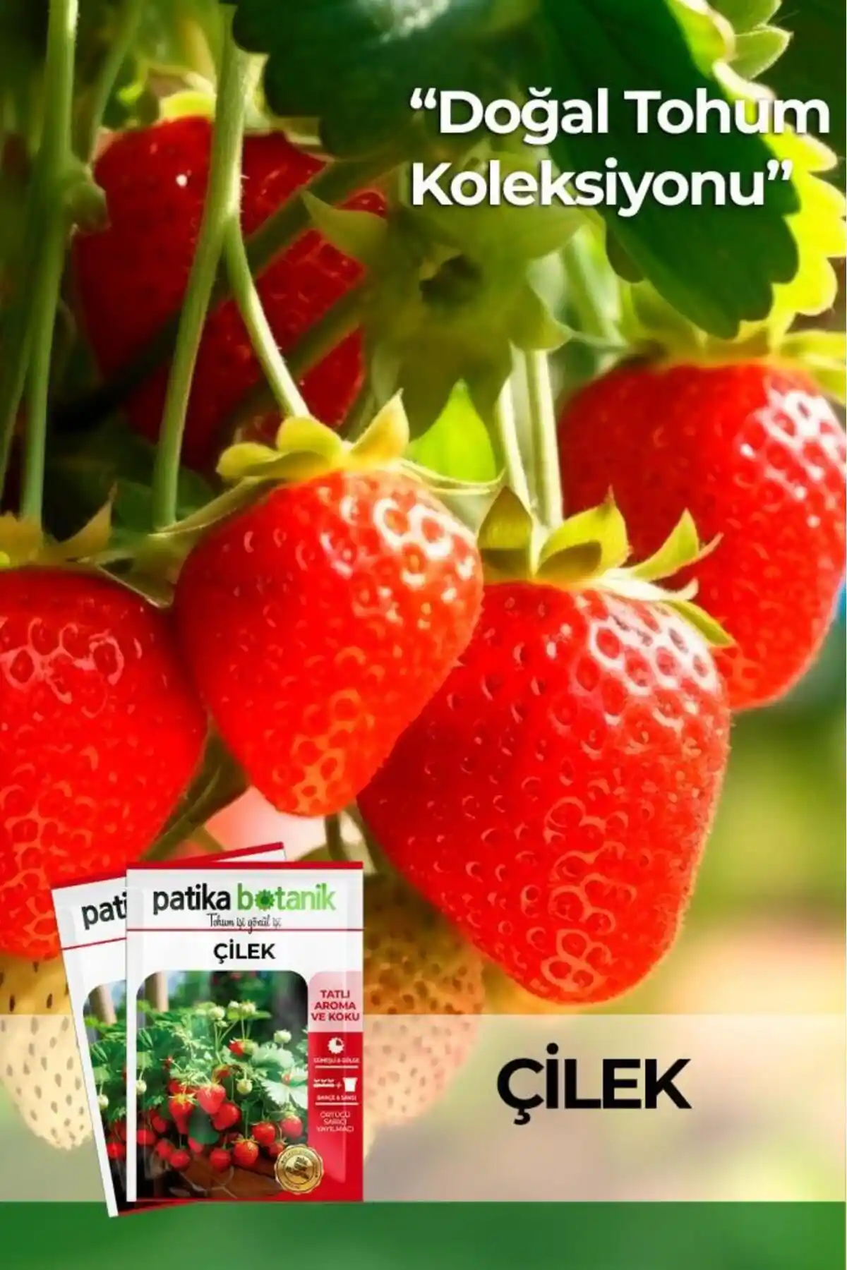 Patika Botanik Yerli Ata Sarmaşık Çilek Tohumu 75 Adet Doğal ve Verimli Bahçe Seçeneği